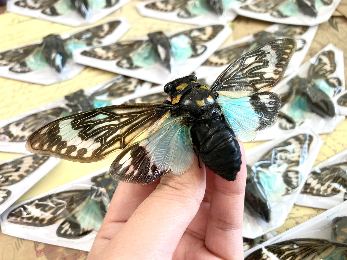 WHOLESALE 10-20 Blue Cicada Specimens, Tosena splendida, Entomology, Taxidermy, Real Cicada, Wholesale Insects, Spread and Ready to Mount