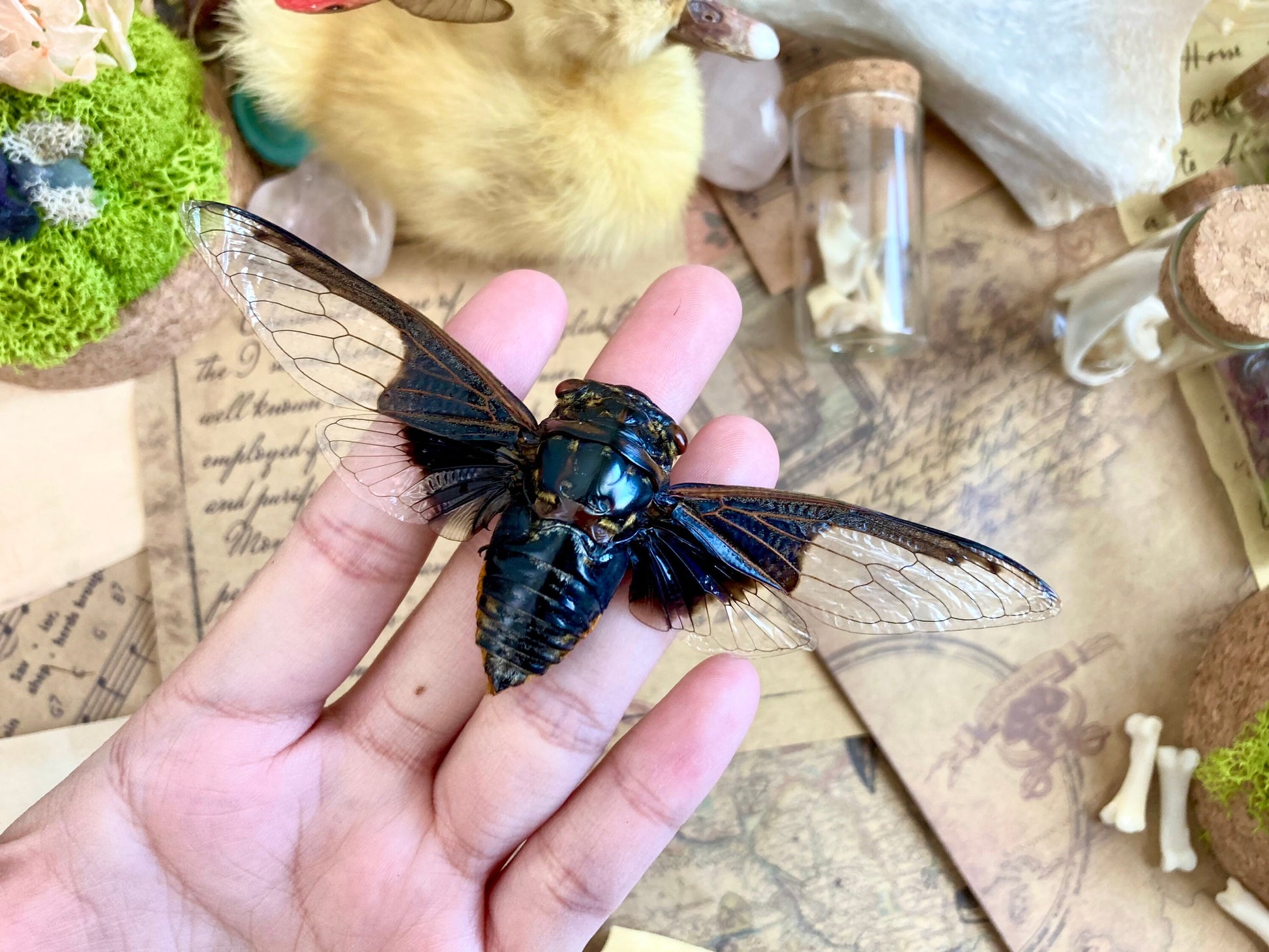 Cryptotympana aquila, Giant Batwing Cicada, Large Black Thai Cicada, Spread and Ready to Mount, Entomology