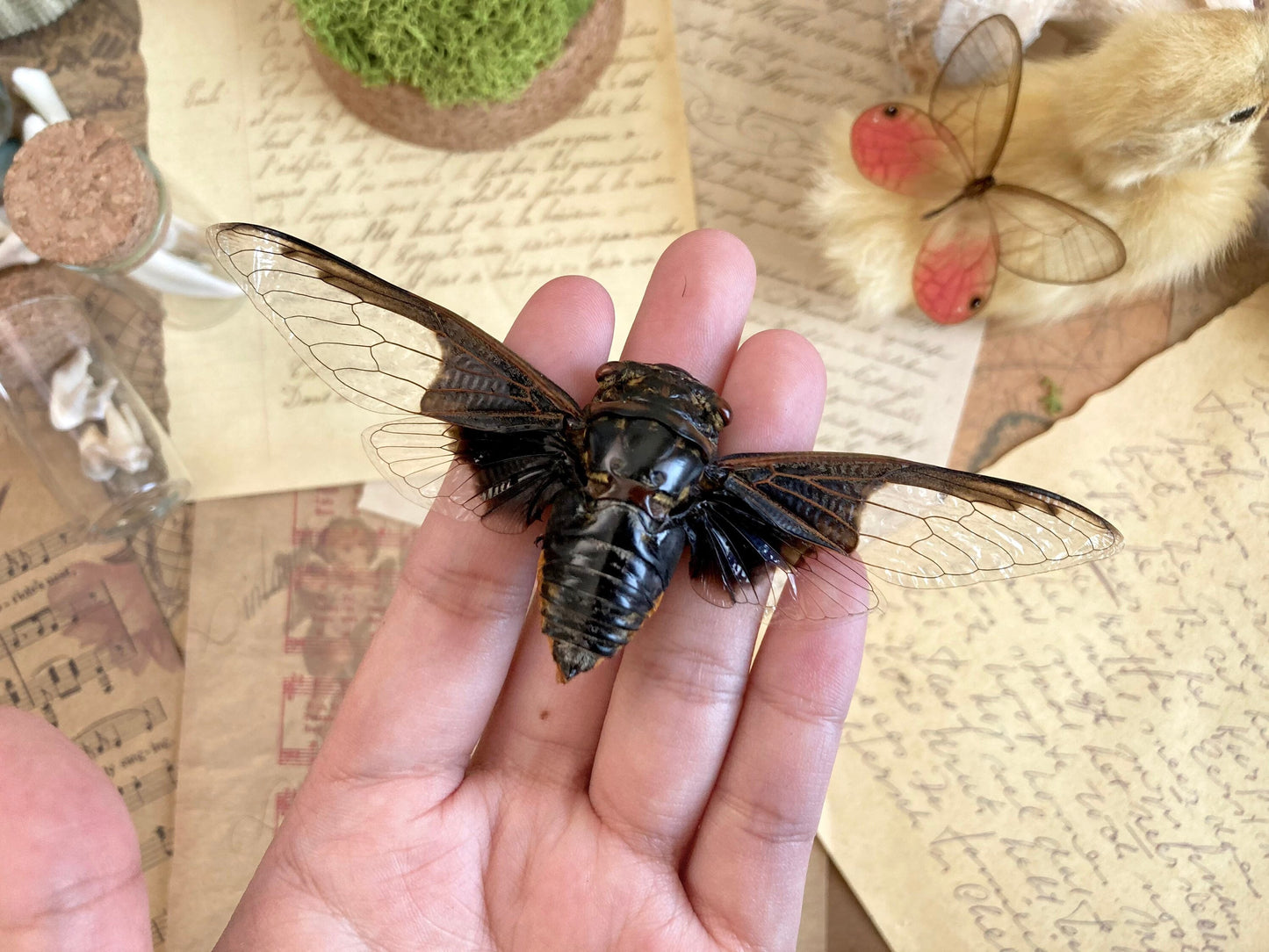 Cryptotympana aquila, Giant Batwing Cicada, Large Black Thai Cicada, Spread and Ready to Mount, Entomology