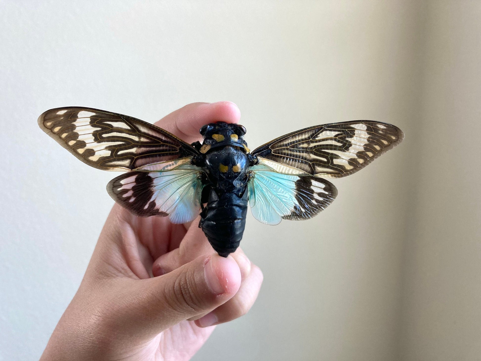 WHOLESALE 10-20 Blue Cicada Specimens, Tosena splendida, Entomology, Taxidermy, Real Cicada, Wholesale Insects, Spread and Ready to Mount