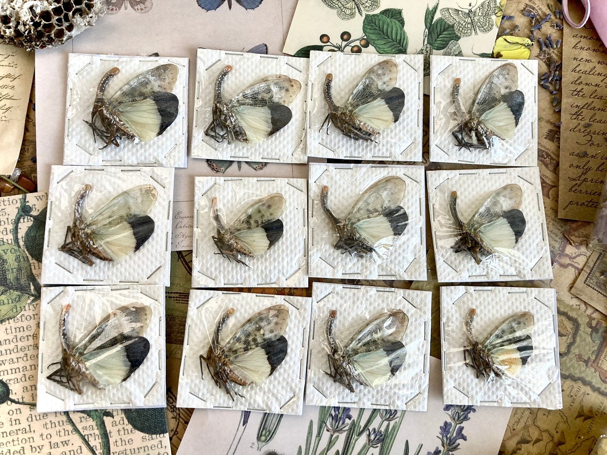Pyrops astarte (White), Unmounted, real lanternfly, entomology, insect specimen, oddity and curiosity, real winged insect