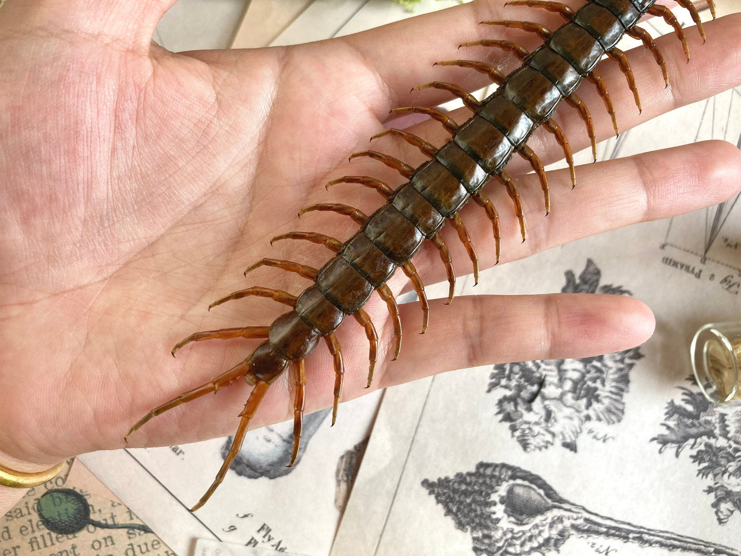 Scolopendra morsitans, Tanzanian blue ringleg, red-headed centipede, Real Centipede, Spread and Ready to Mount, Taxidermy, Curiosities