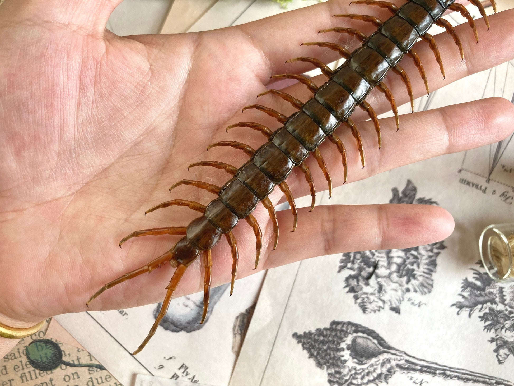 Scolopendra morsitans, Tanzanian blue ringleg, red-headed centipede, Real Centipede, Spread and Ready to Mount, Taxidermy, Curiosities