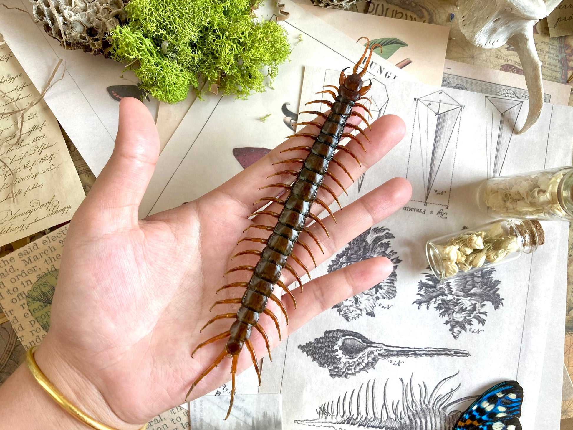 Scolopendra morsitans, Tanzanian blue ringleg, red-headed centipede, Real Centipede, Spread and Ready to Mount, Taxidermy, Curiosities