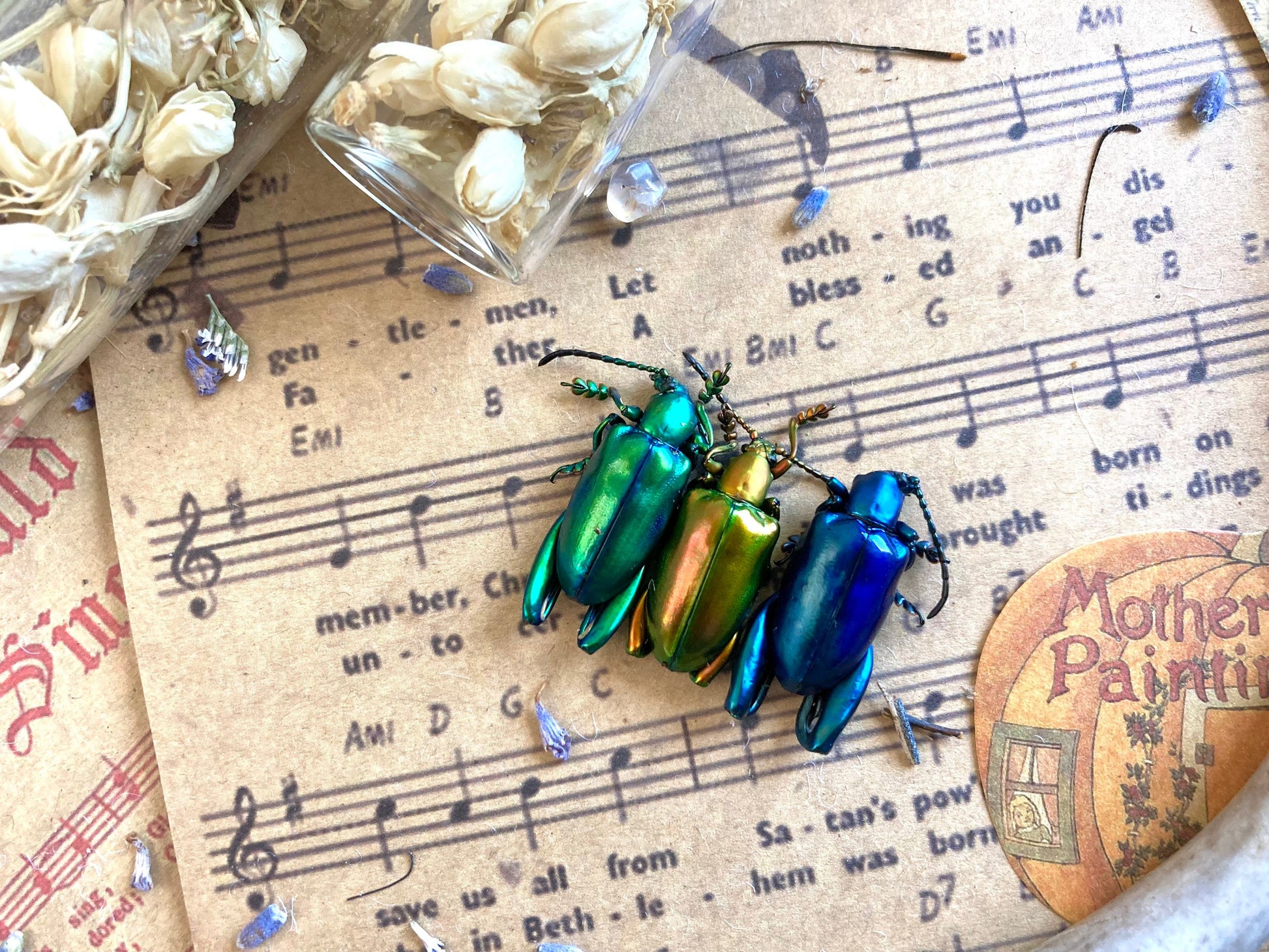 Trio of Frog Beetles, Sagra longicollis, Real beetles, Real Frog Beetles