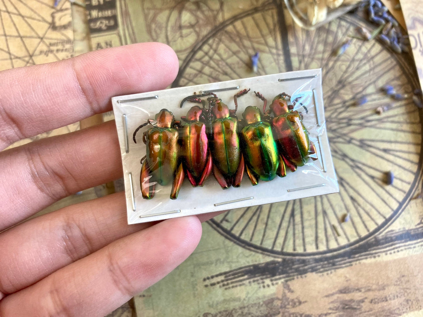 5-Pack Real Orange Red Frog Beetles, Sagra laticollis, Real beetles, Oddities, Entomology