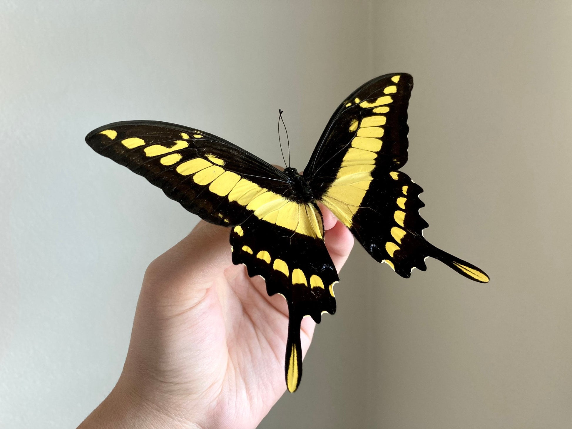 Papilio thoas, King Swallowtail, Yellow Black Butterfly, Peru, Lepidoptera, Large butterfly, Entomology