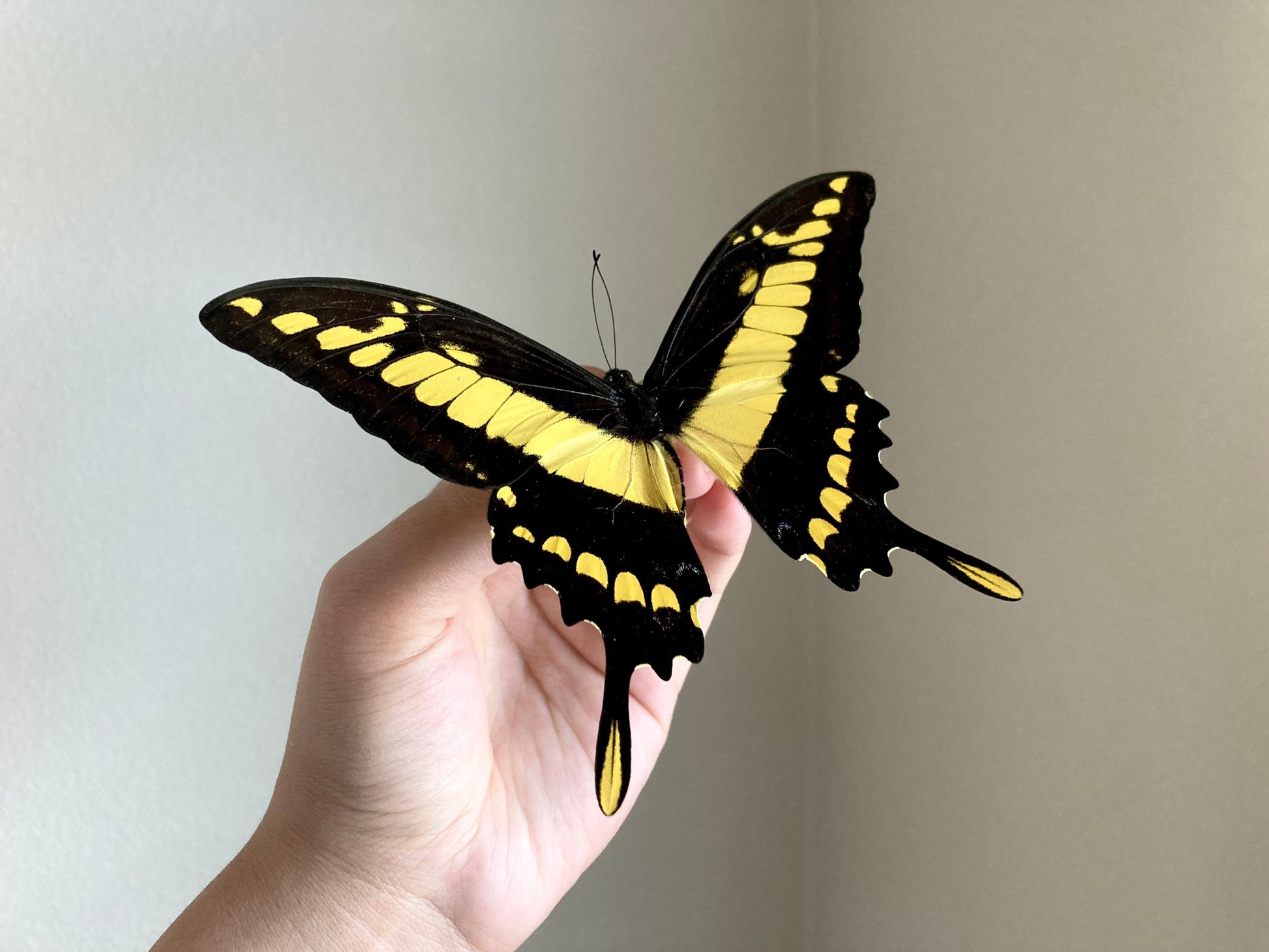 Papilio thoas, King Swallowtail, Yellow Black Butterfly, Peru, Lepidoptera, Large butterfly, Entomology