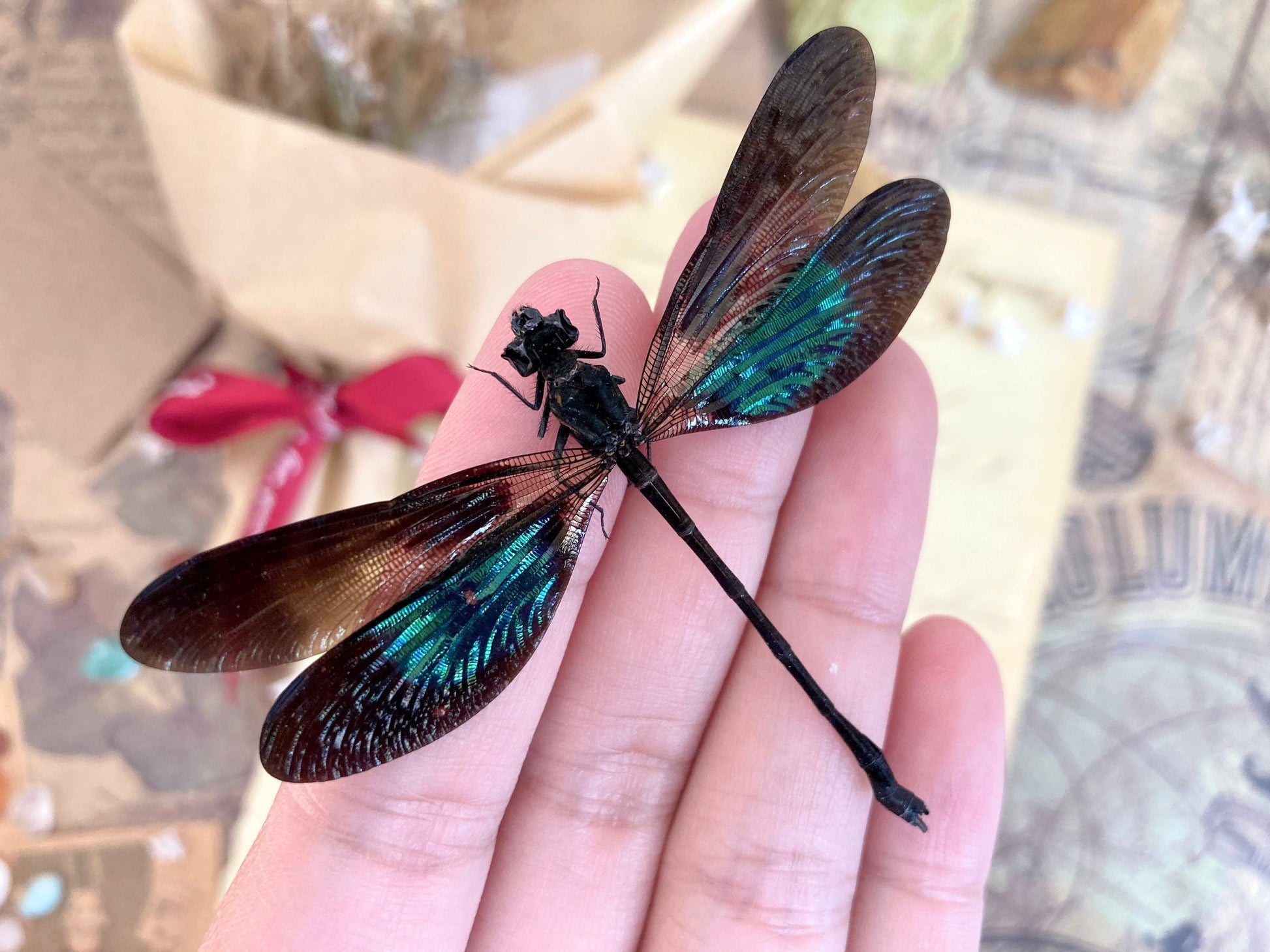 Euphaea variegata, Teal and Violet Glittering Damselfly, Real Dragonfly, spread and ready to mount