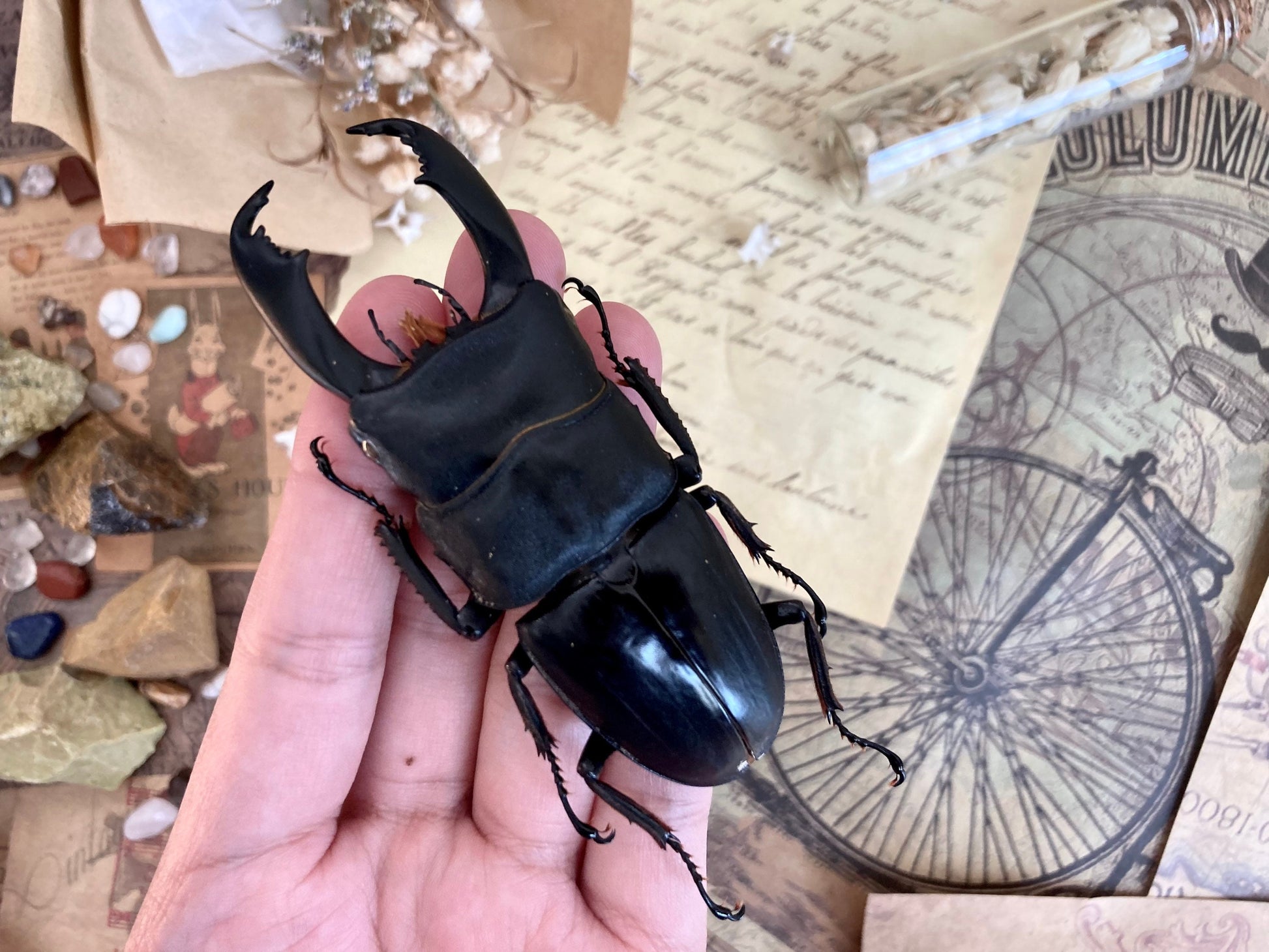 Dorcus titanus typhon, +70-75mm, Indonesia, Large beetle, Entomology, Giant Beetle