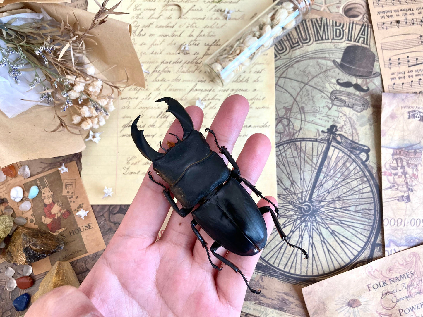 Dorcus titanus typhon, +70-75mm, Indonesia, Large beetle, Entomology, Giant Beetle