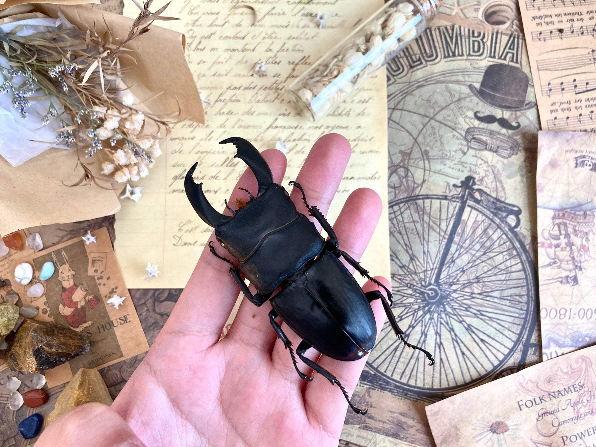 Dorcus titanus typhon, +70-75mm, Indonesia, Large beetle, Entomology, Giant Beetle