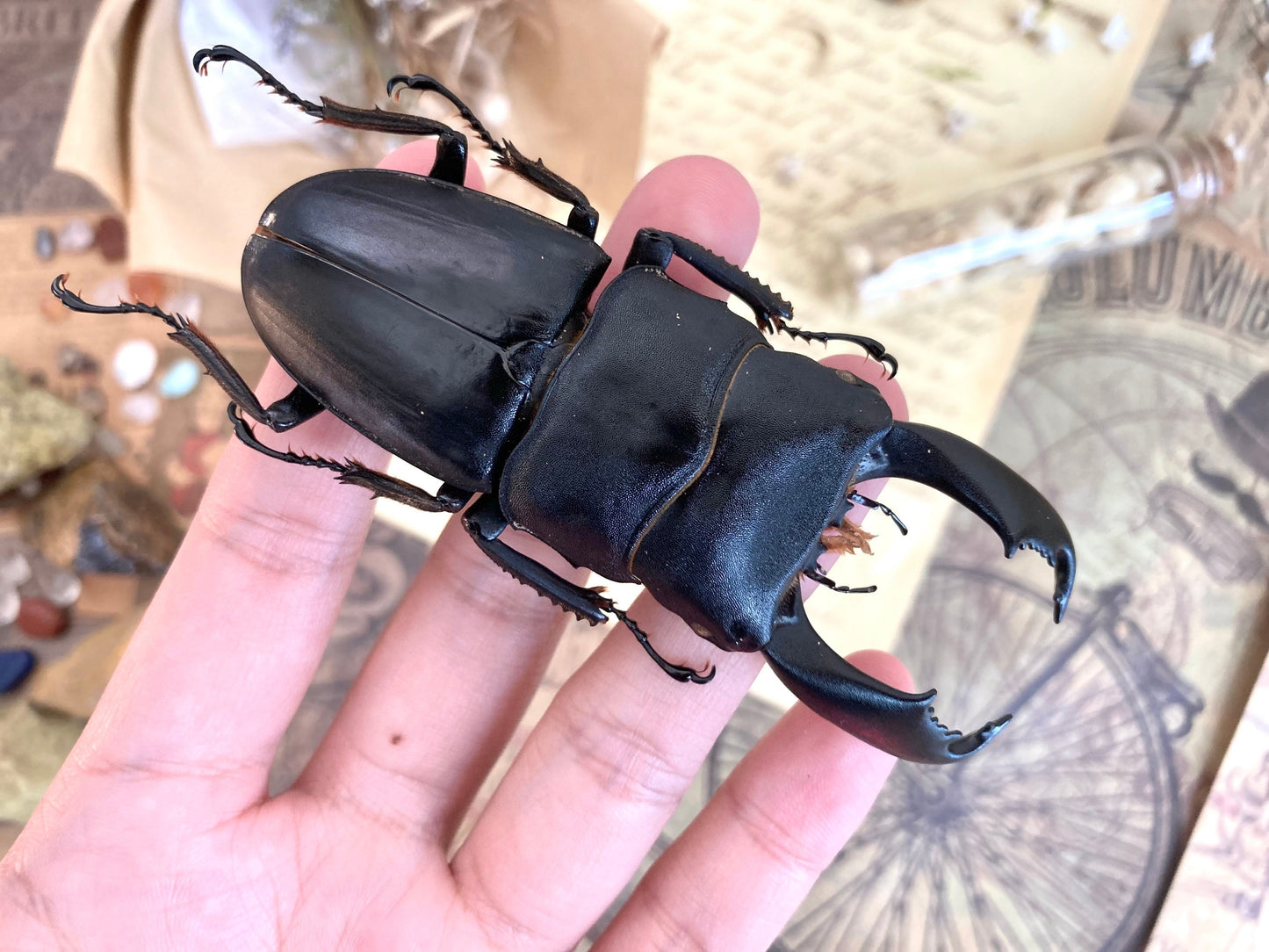 Dorcus titanus typhon, +70-75mm, Indonesia, Large beetle, Entomology, Giant Beetle