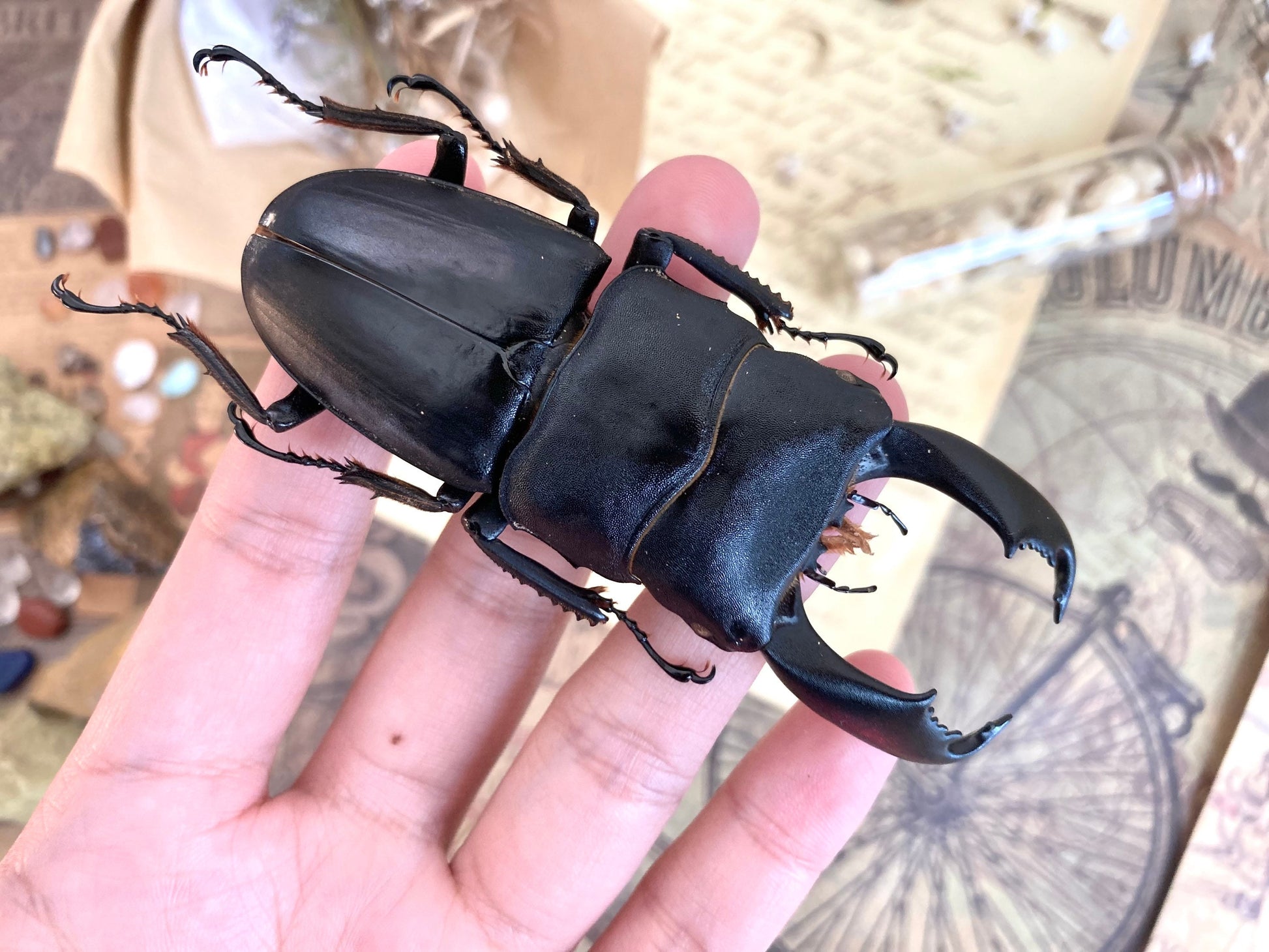 Dorcus titanus typhon, +70-75mm, Indonesia, Large beetle, Entomology, Giant Beetle