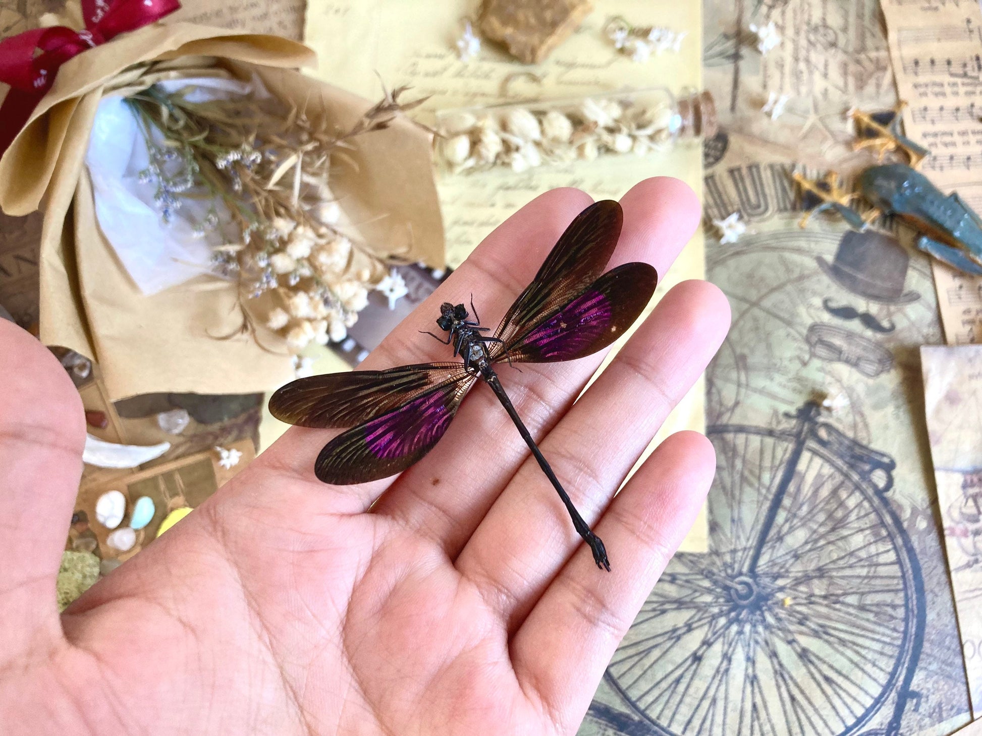 Euphaea variegata, Teal and Violet Glittering Damselfly, Real Dragonfly, spread and ready to mount