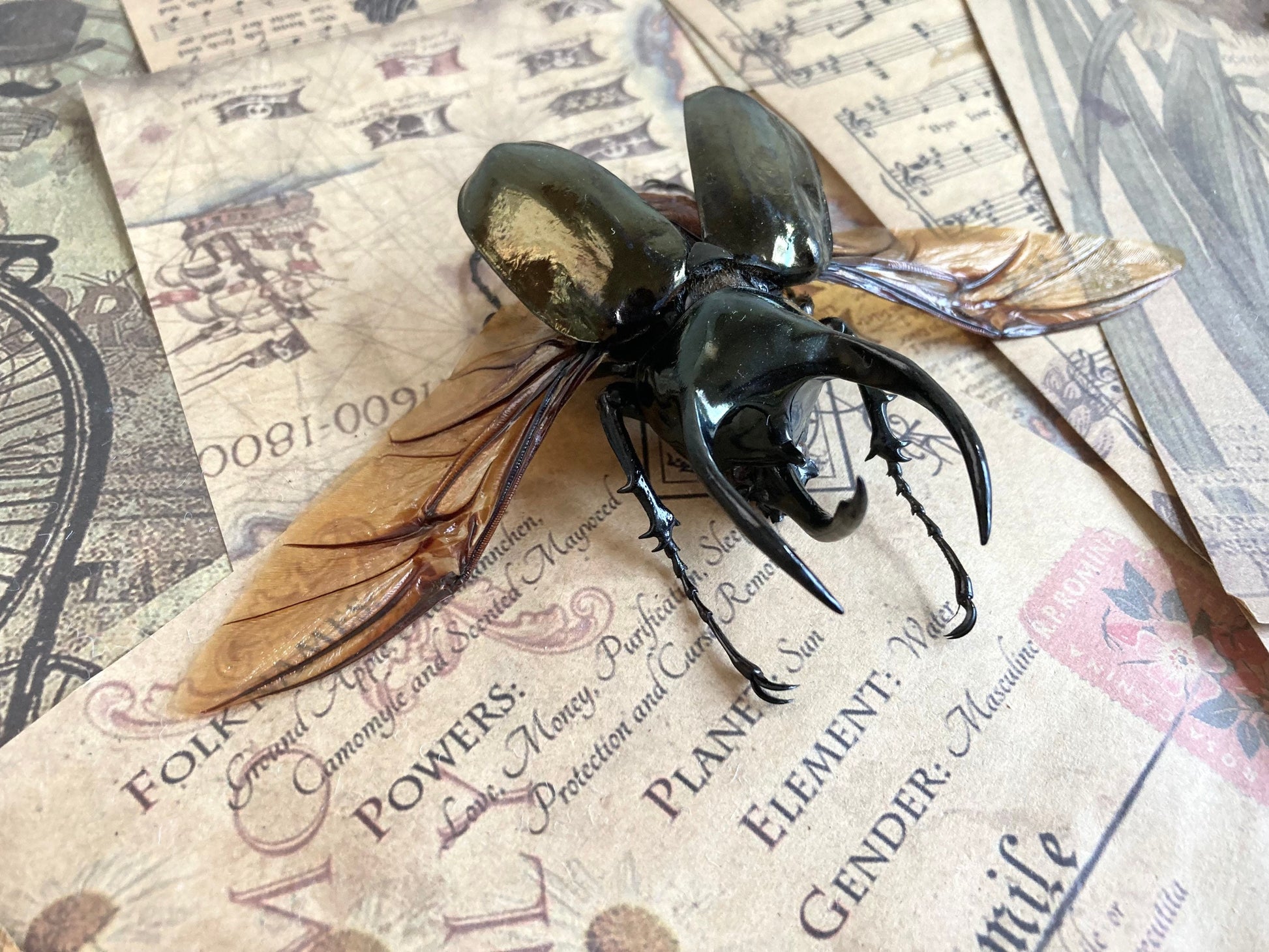 Chalcosoma atlas keyboh (Sumatra) +70-75mm, +50~+55mm,  unmounted LARGE Chalcosoma atlas keyboh,  rhinoceros beetle, Indonesia
