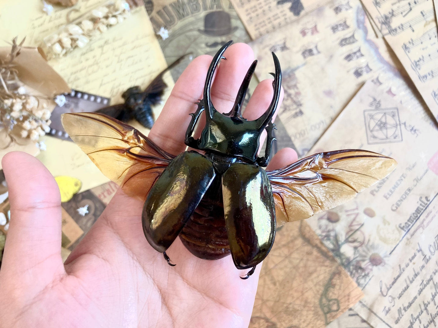 Chalcosoma atlas keyboh (Sumatra) +70-75mm, +50~+55mm,  unmounted LARGE Chalcosoma atlas keyboh,  rhinoceros beetle, Indonesia