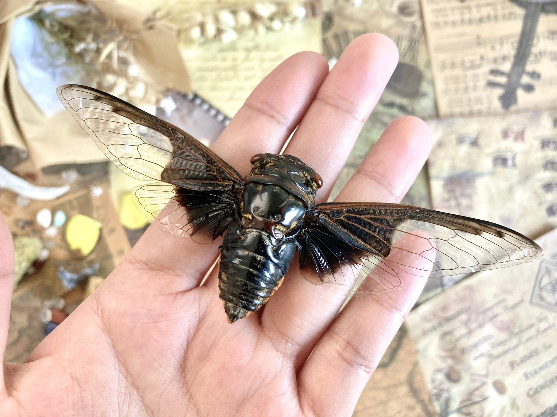 Cryptotympana aquila, Giant Batwing Cicada, Large Black Thai Cicada, Spread and Ready to Mount, Entomology