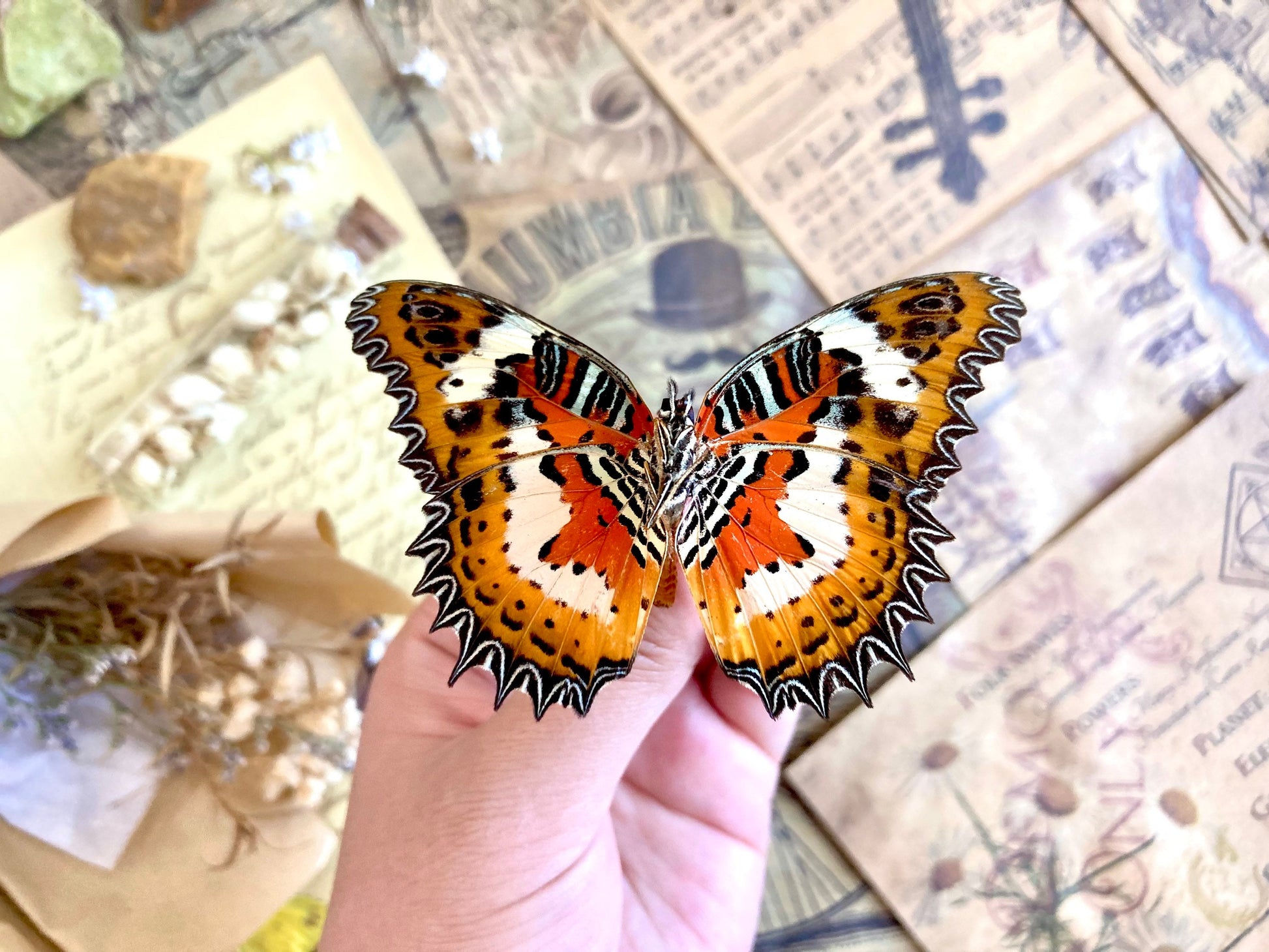 Cethosia hypsea hypsina Malay Lacewing, spread and ready to mount, Lepidoptera, butterfly