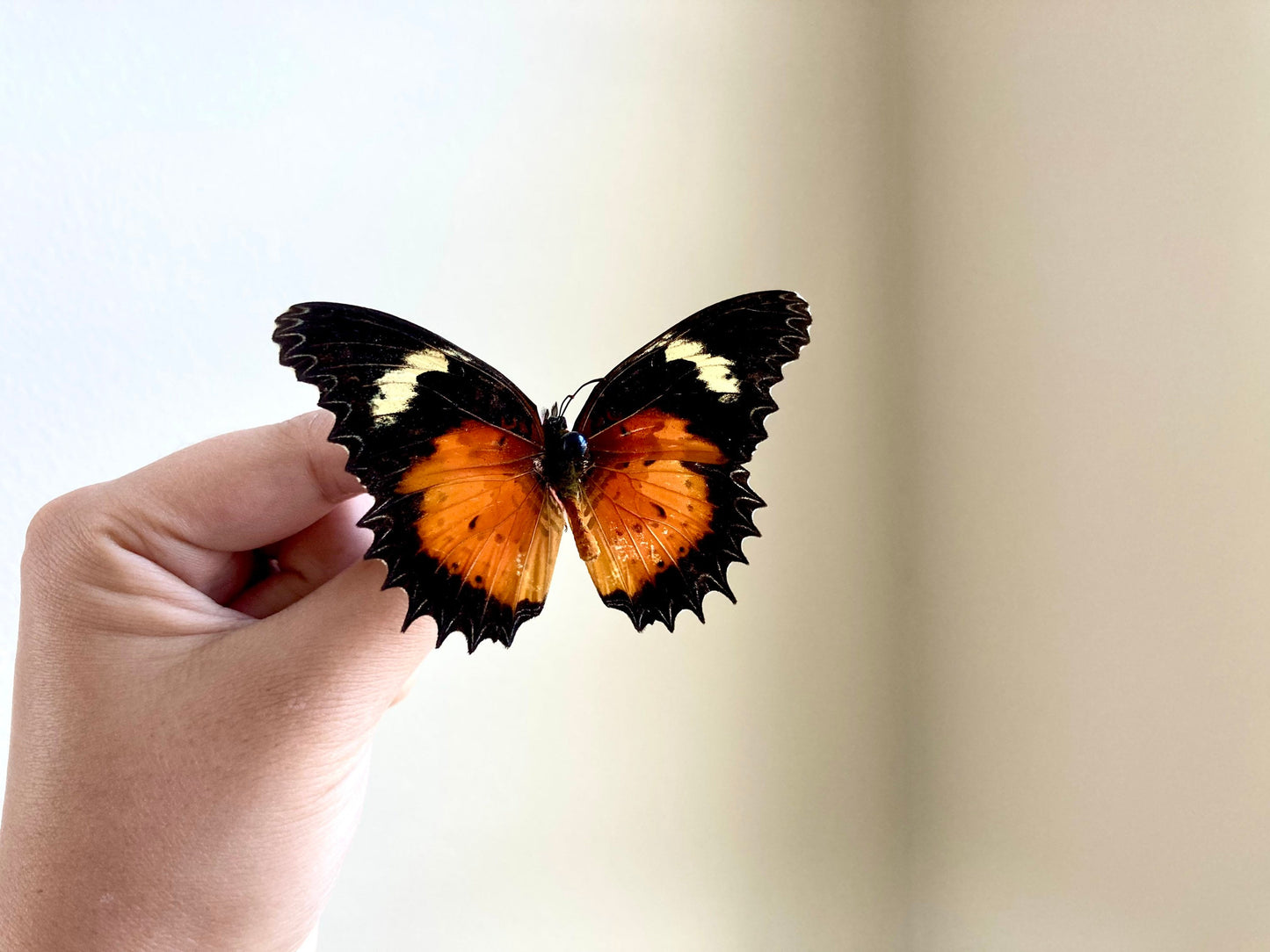 Cethosia hypsea hypsina Malay Lacewing, spread and ready to mount, Lepidoptera, butterfly