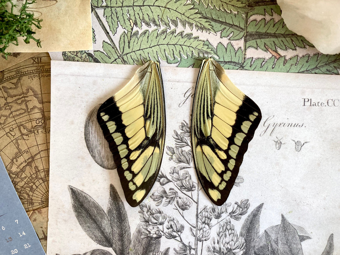 4 Wings (Pairs) Papilio thoas, King Swallowtail, Yellow Black Butterfly, Peru, Lepidoptera, Large butterfly, Entomology