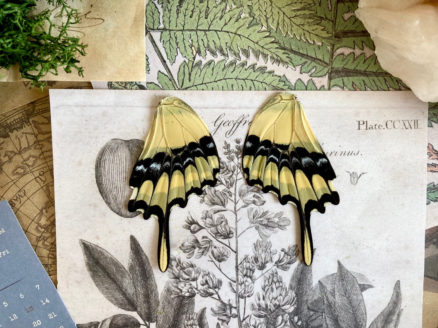 2 Wing (Pair) Papilio thoas, King Swallowtail, Yellow Black Butterfly, Peru, Lepidoptera, Large butterfly, Entomology