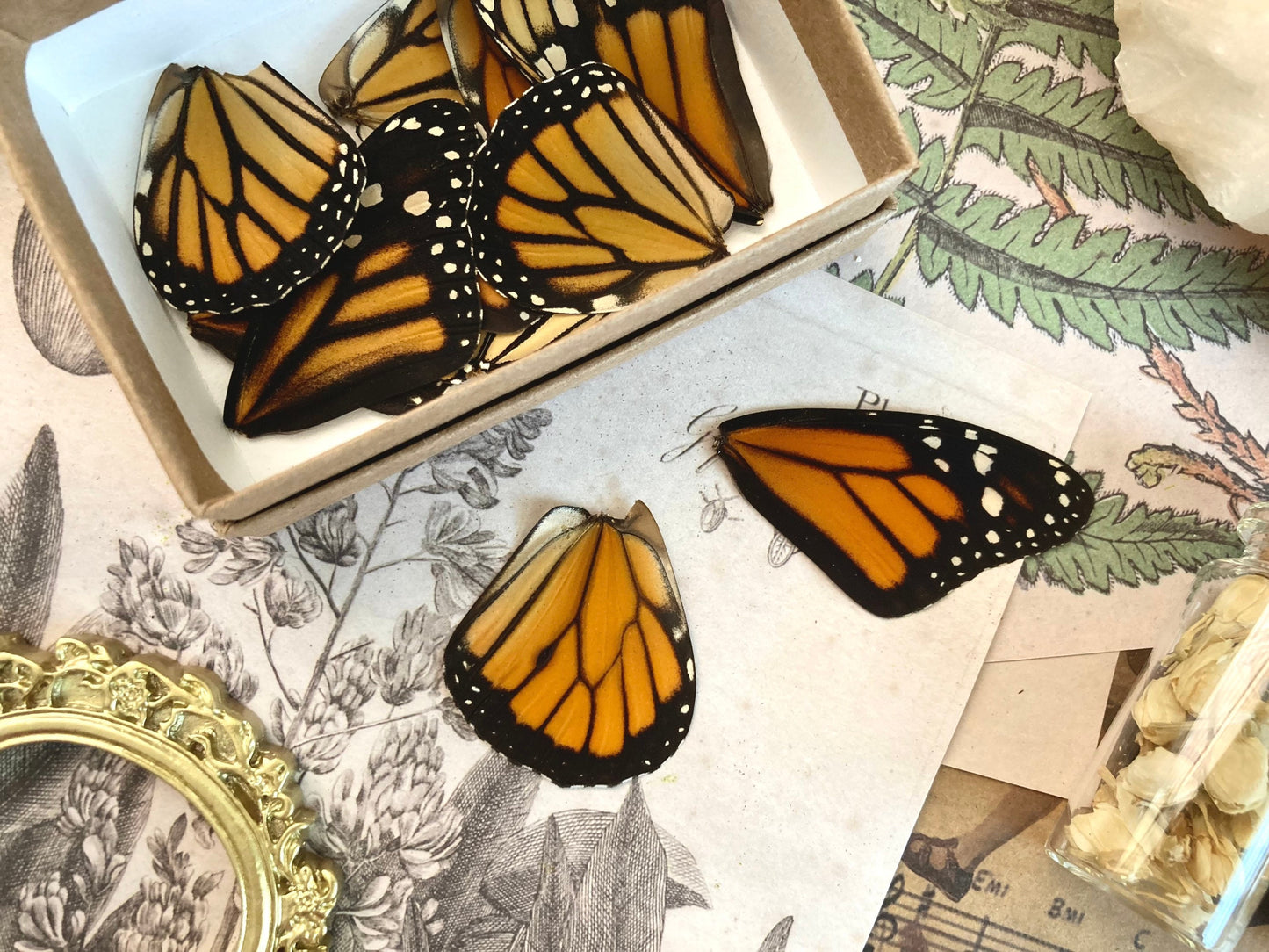 Lot of 12 and 20 Pack A1 Monarch Butterfly Wings, Pairs!