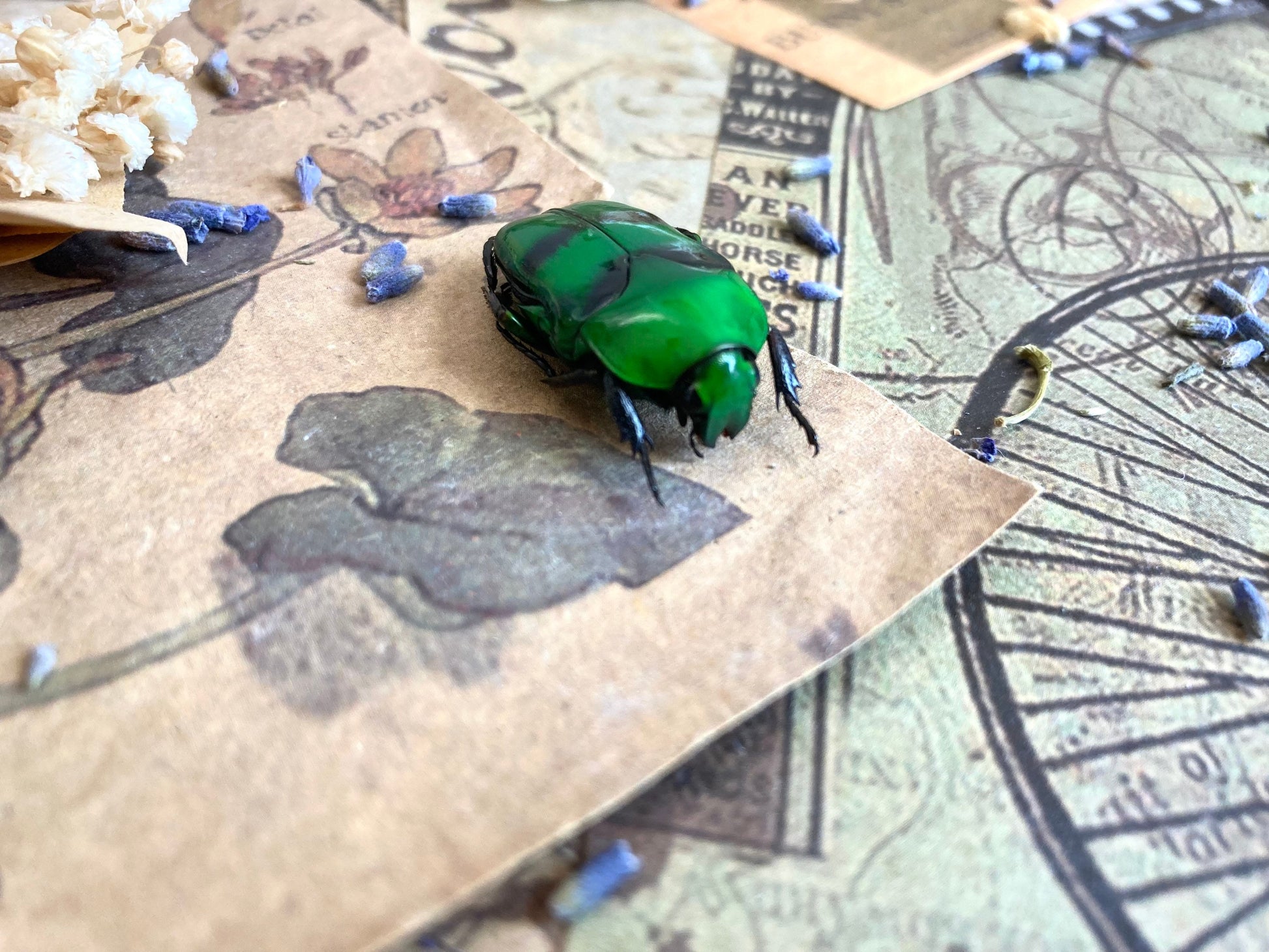 Green & Blue Flower Beetle Ischiopsopha bifasciata Real Insect