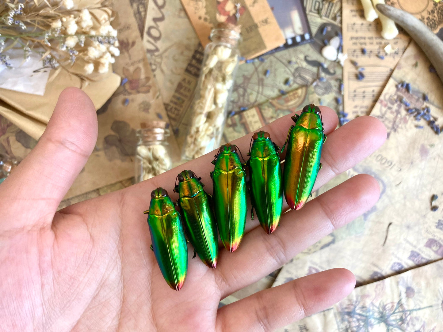 Real Green Jewel Beetles, 5 pack, Chrysochroa fulminans from Java