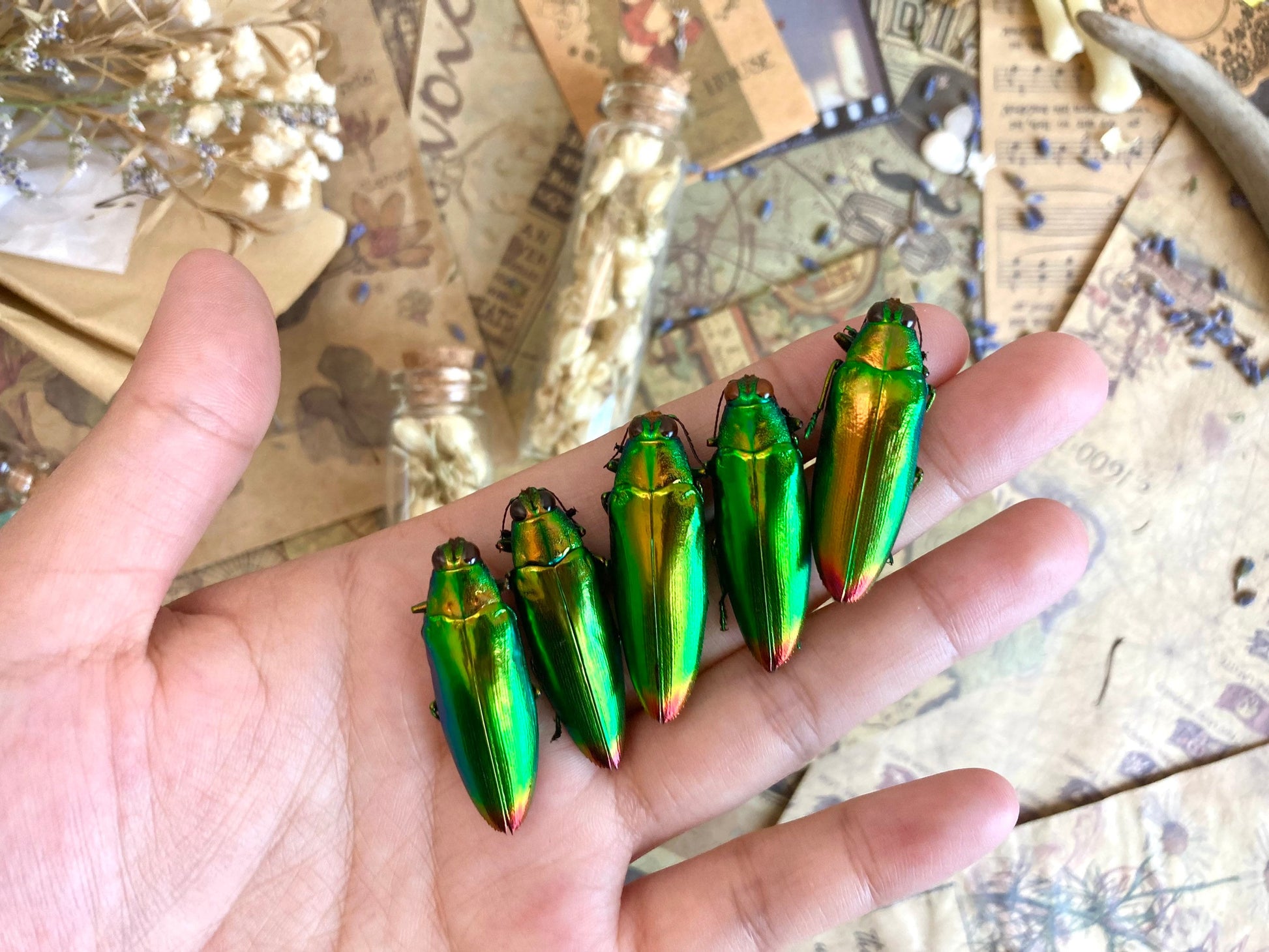 Real Green Jewel Beetles, 5 pack, Chrysochroa fulminans from Java