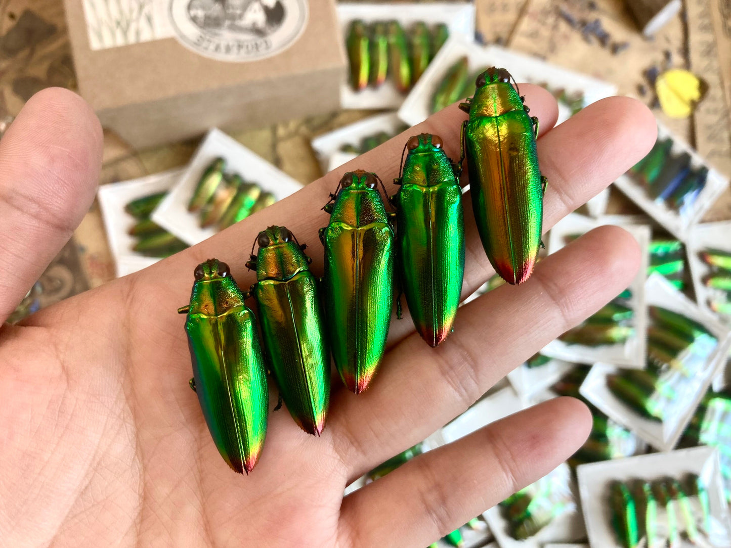 Real Green Jewel Beetles, 5 pack, Chrysochroa fulminans from Java