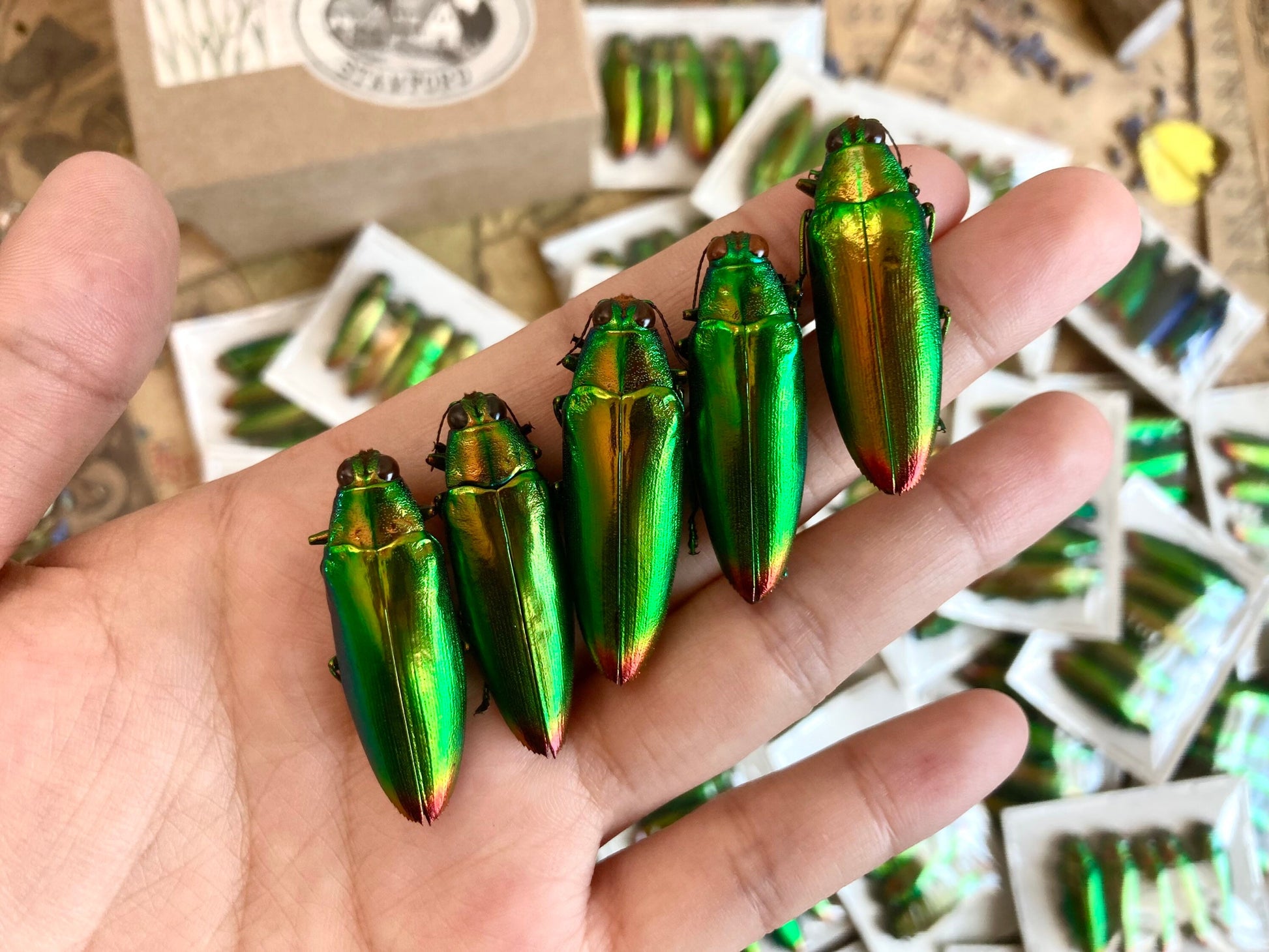 Real Green Jewel Beetles, 5 pack, Chrysochroa fulminans from Java