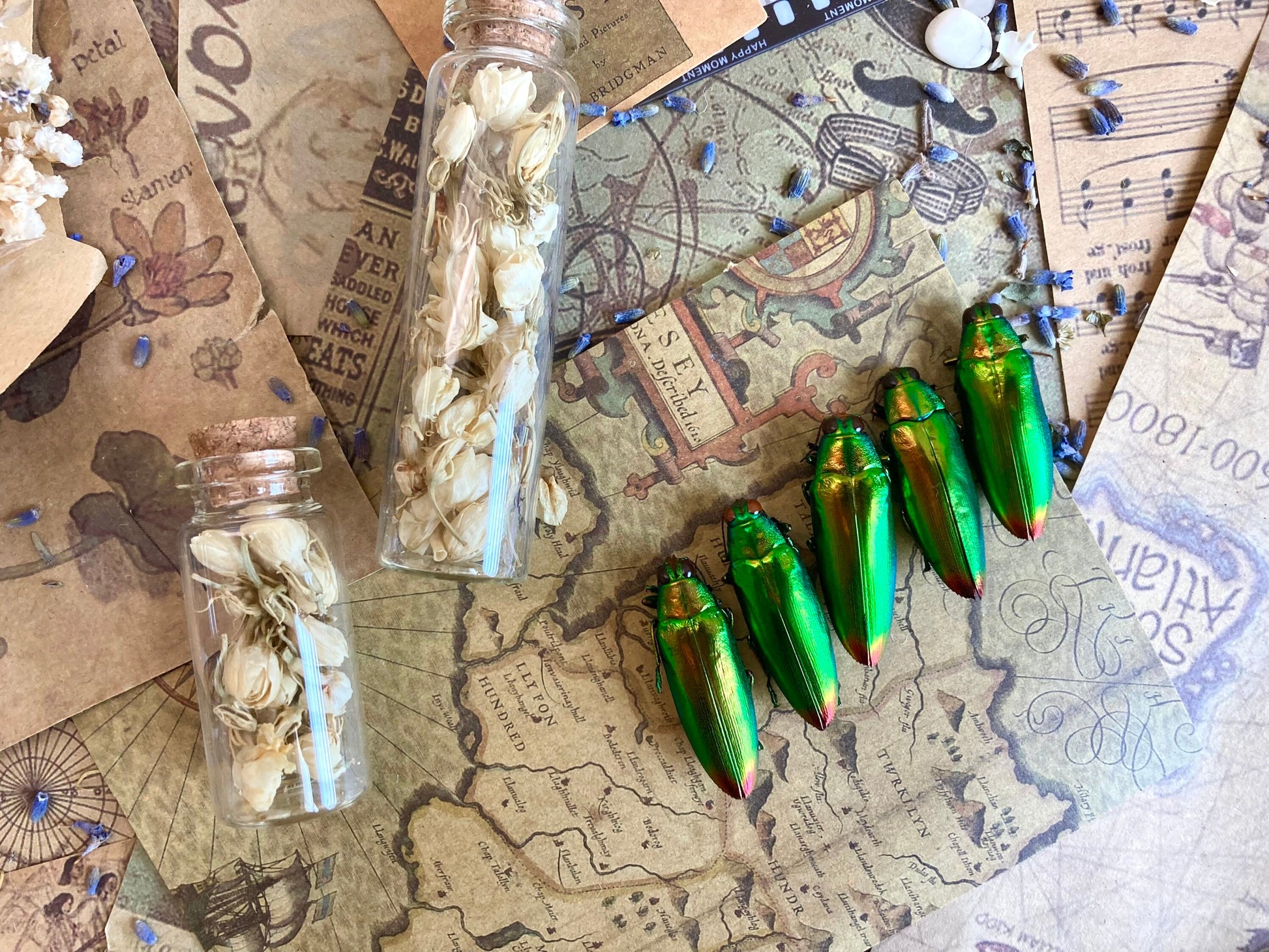 Real Green Jewel Beetles, 5 pack, Chrysochroa fulminans from Java