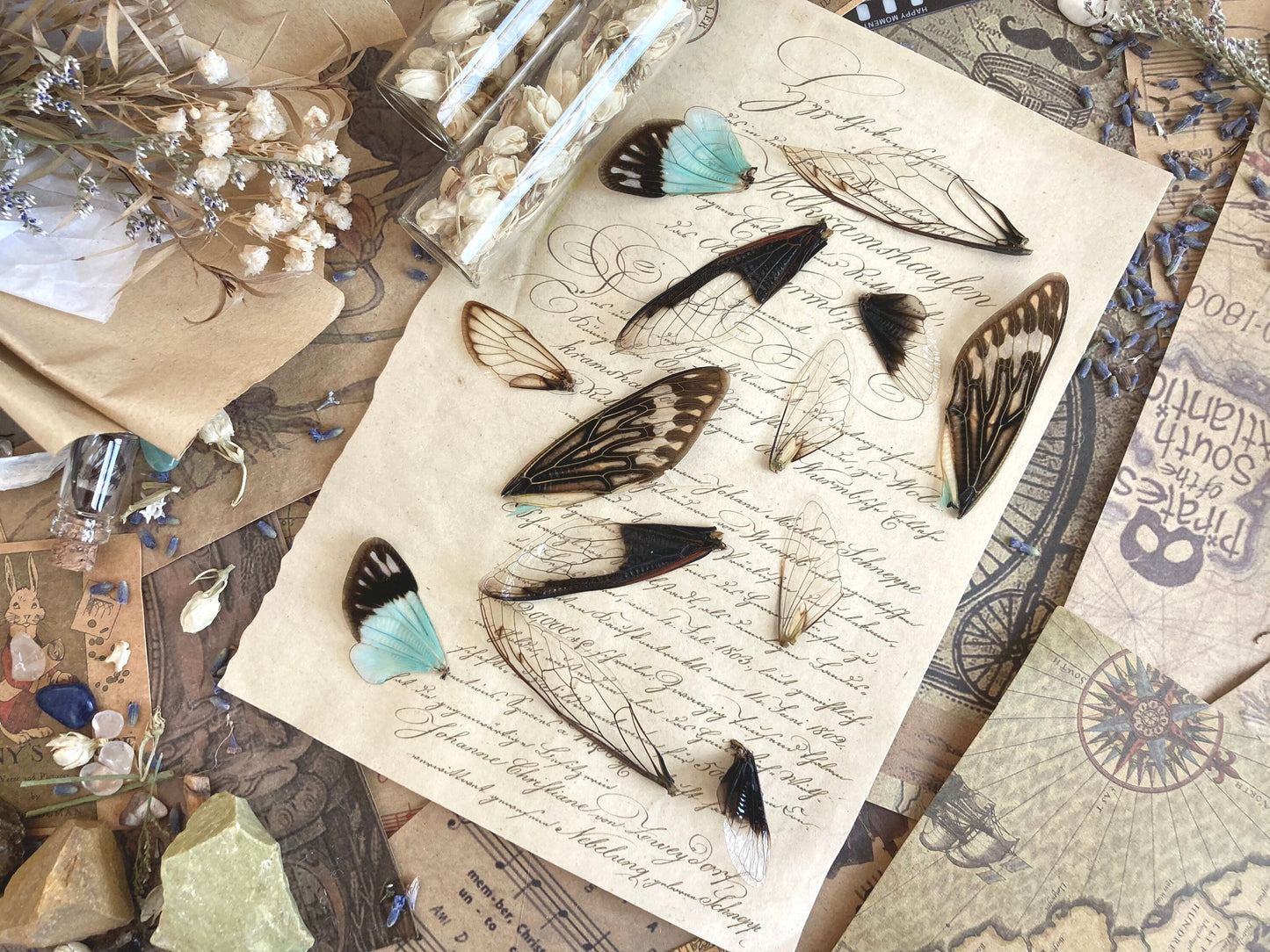 12-24 PACK Real Fairy Wings, Cicada Wings for Crafts, Real Insect Wings, Fairy wings, curiosity, Oddity