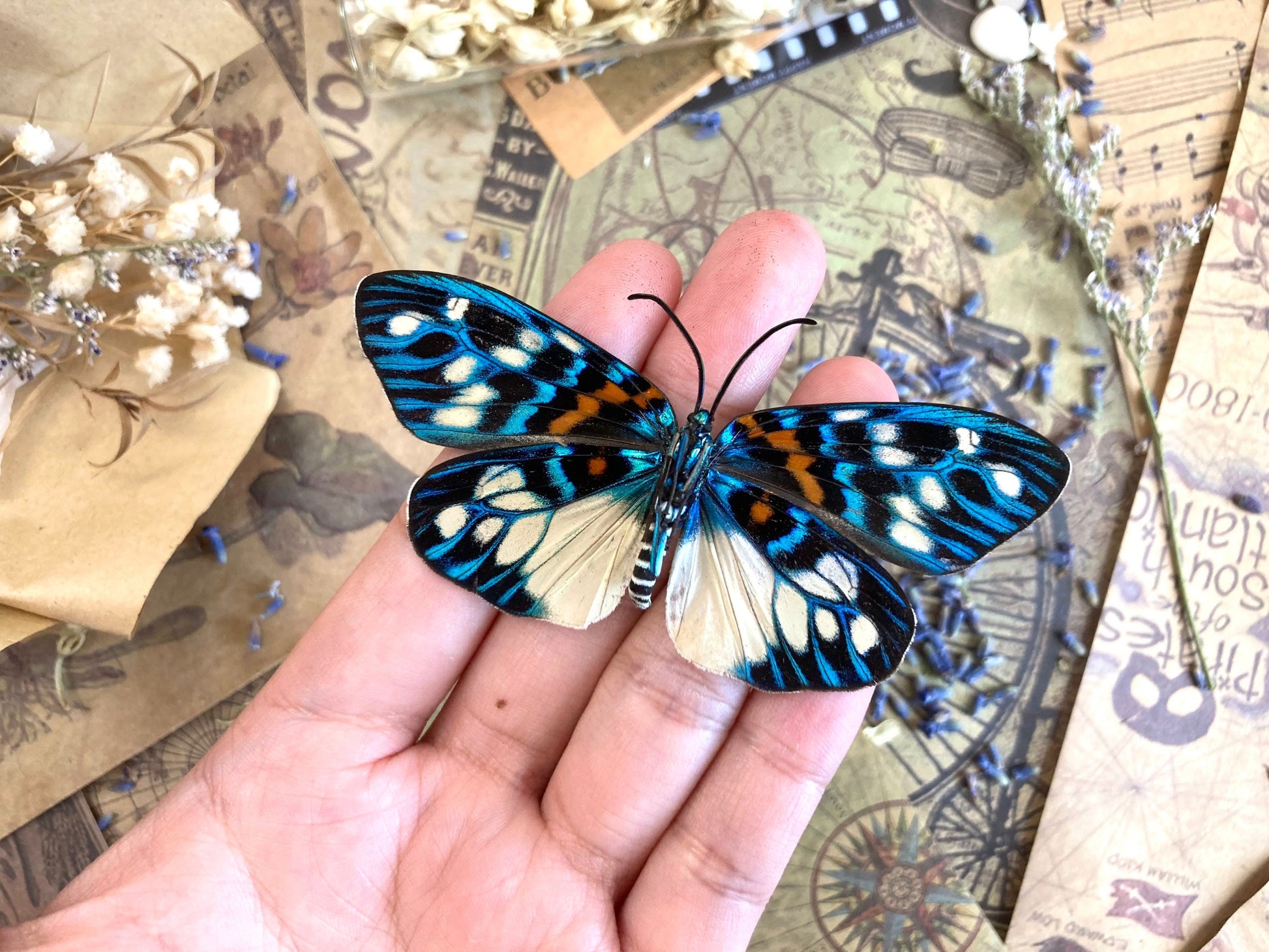 Erasmia pulchera Real Moths, Spread for your project or laminated or unmounted, Erasmia pulchera chinensis, Entomology, Lepidoptera