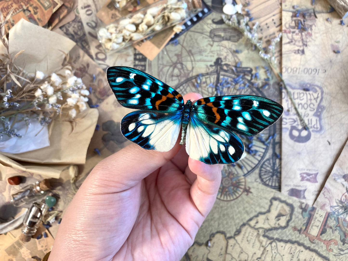 Erasmia pulchera Real Moths, Spread for your project or laminated or unmounted, Erasmia pulchera chinensis, Entomology, Lepidoptera