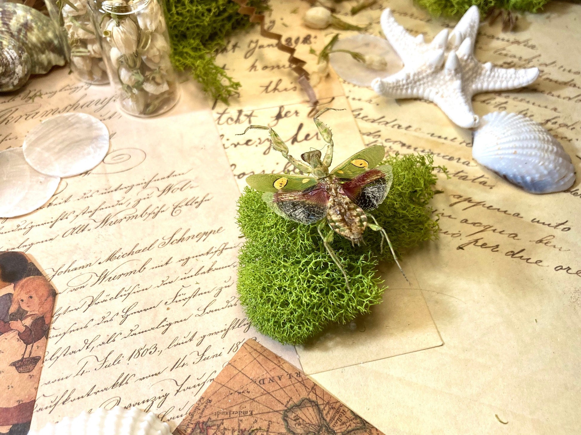 Jeweled Flower Mantis - Creobroter Gemmatus - Real Preying Mantis - Entomology - Taxidermy