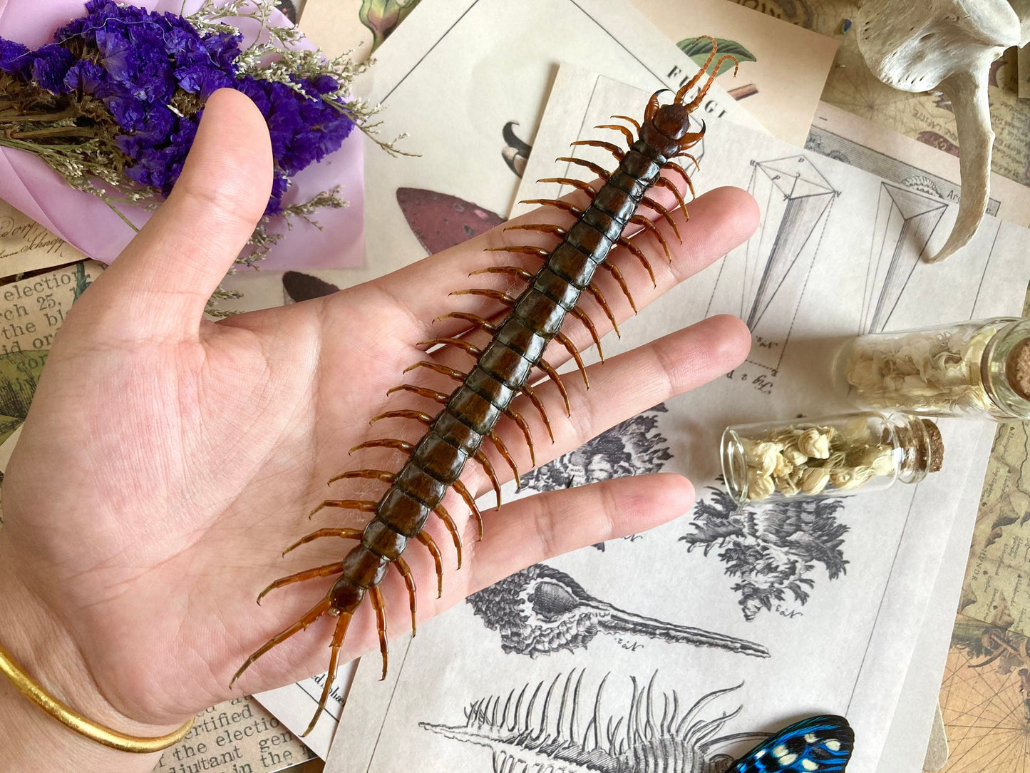 Scolopendra morsitans, Tanzanian blue ringleg, red-headed centipede, Real Centipede, Spread and Ready to Mount, Taxidermy, Curiosities