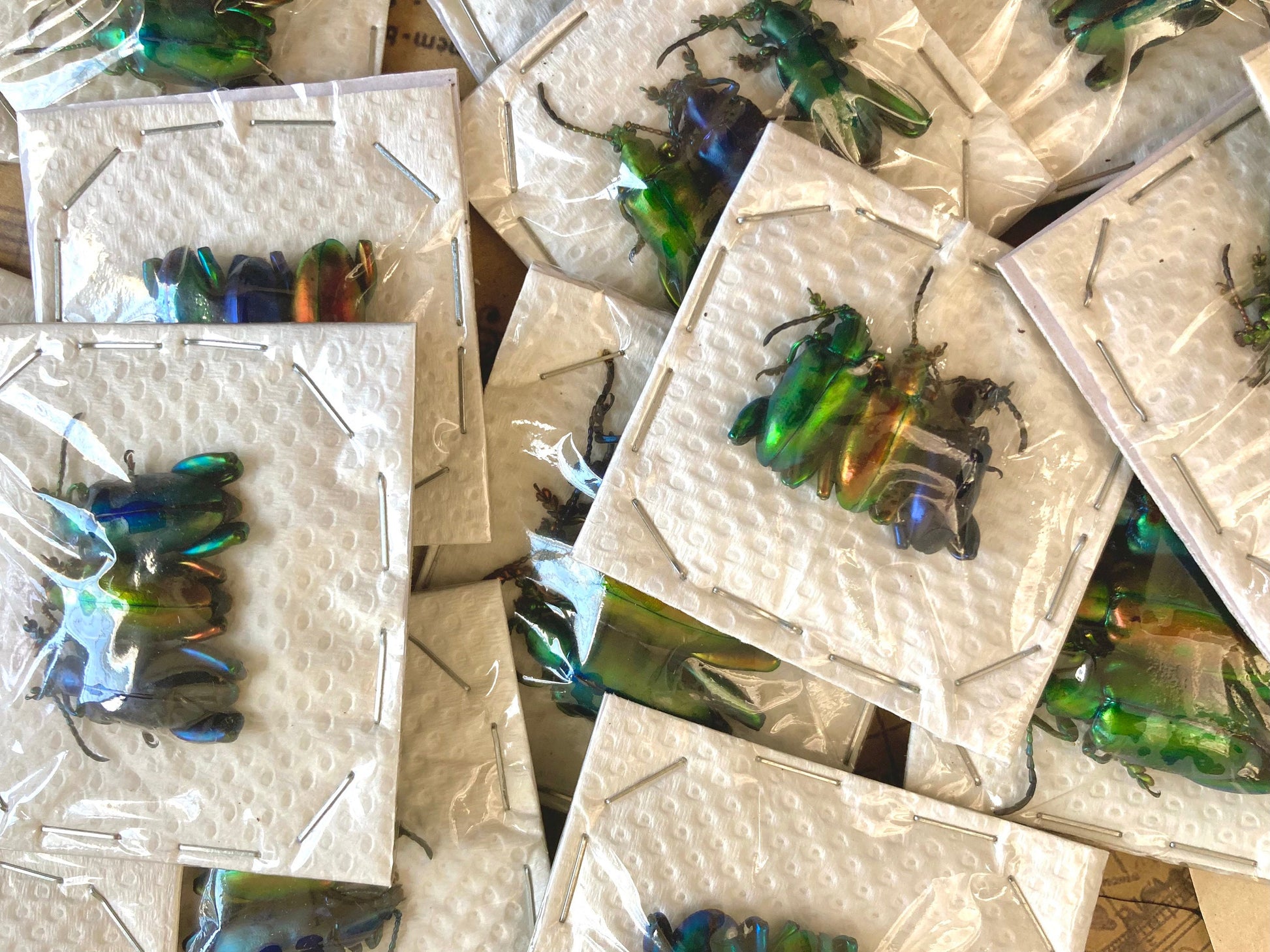 Trio of Frog Beetles, Sagra longicollis, Real beetles, Real Frog Beetles