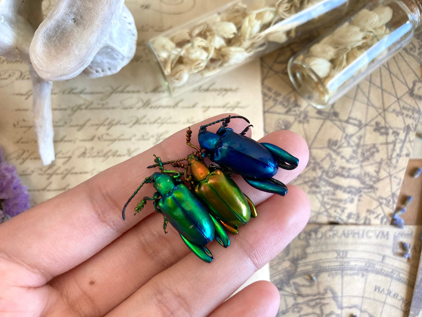 Trio of Frog Beetles, Sagra longicollis, Real beetles, Real Frog Beetles