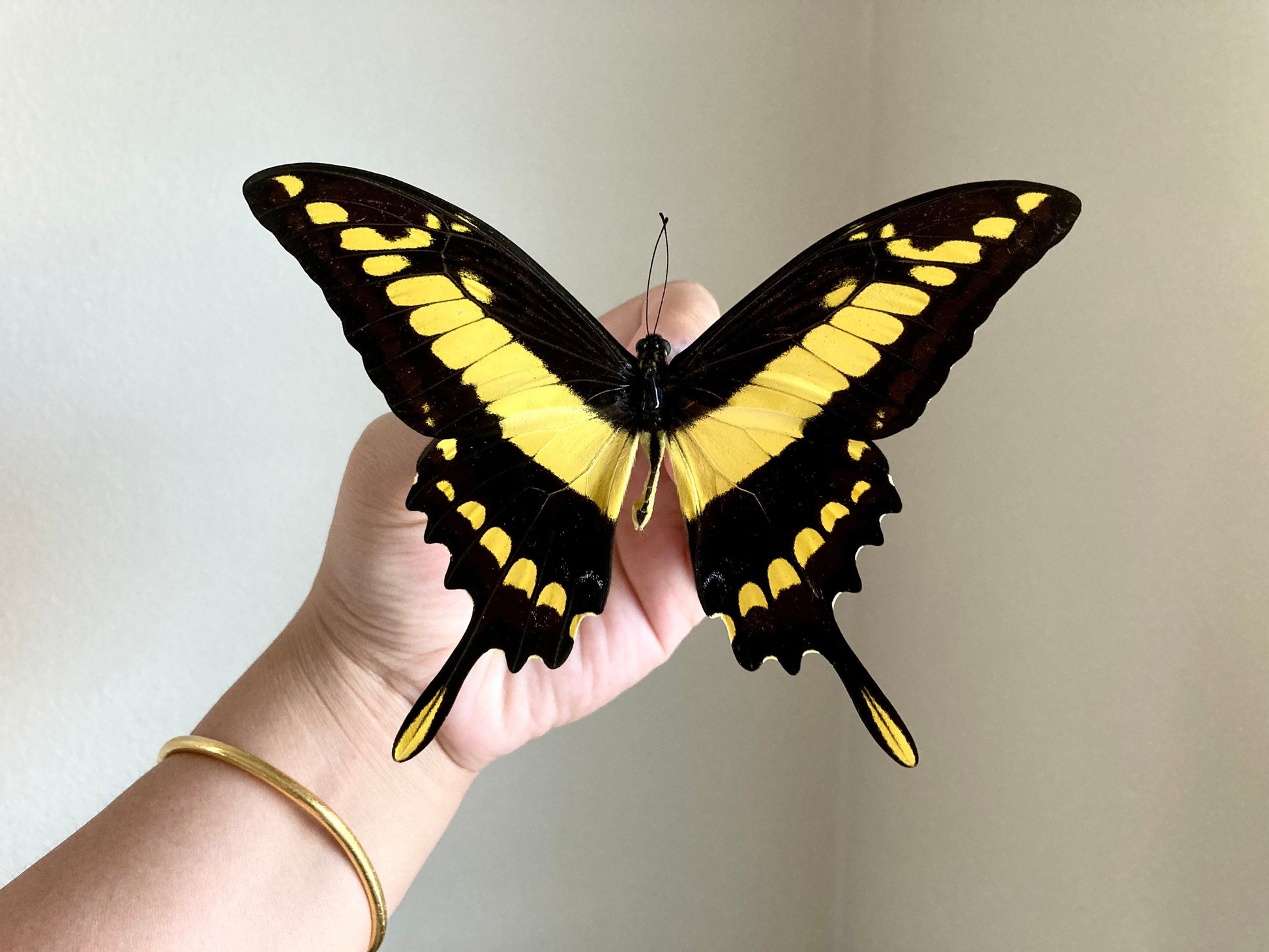 Papilio thoas, King Swallowtail, Yellow Black Butterfly, Peru, Lepidoptera, Large butterfly, Entomology