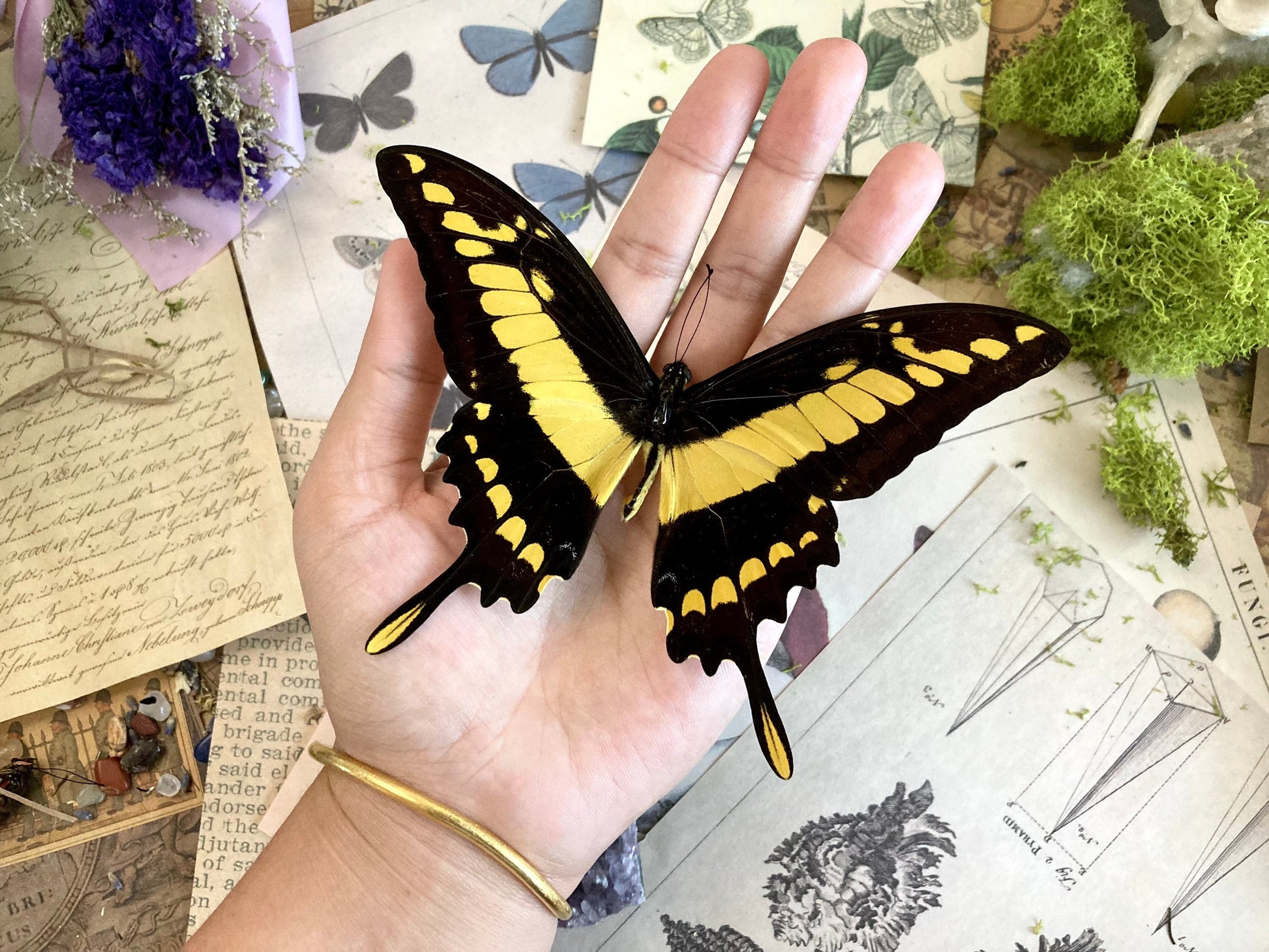 Papilio thoas, King Swallowtail, Yellow Black Butterfly, Peru, Lepidoptera, Large butterfly, Entomology
