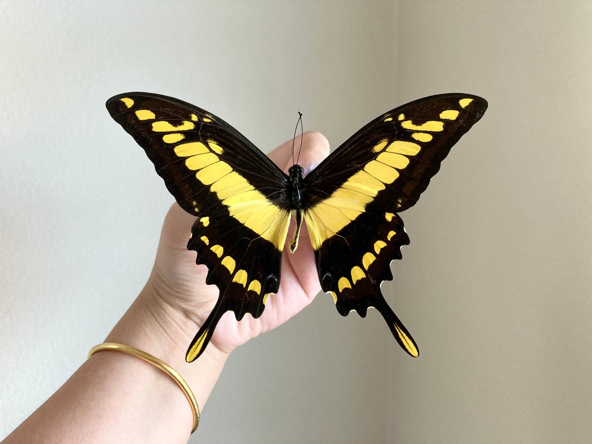 Papilio thoas, King Swallowtail, Yellow Black Butterfly, Peru, Lepidoptera, Large butterfly, Entomology