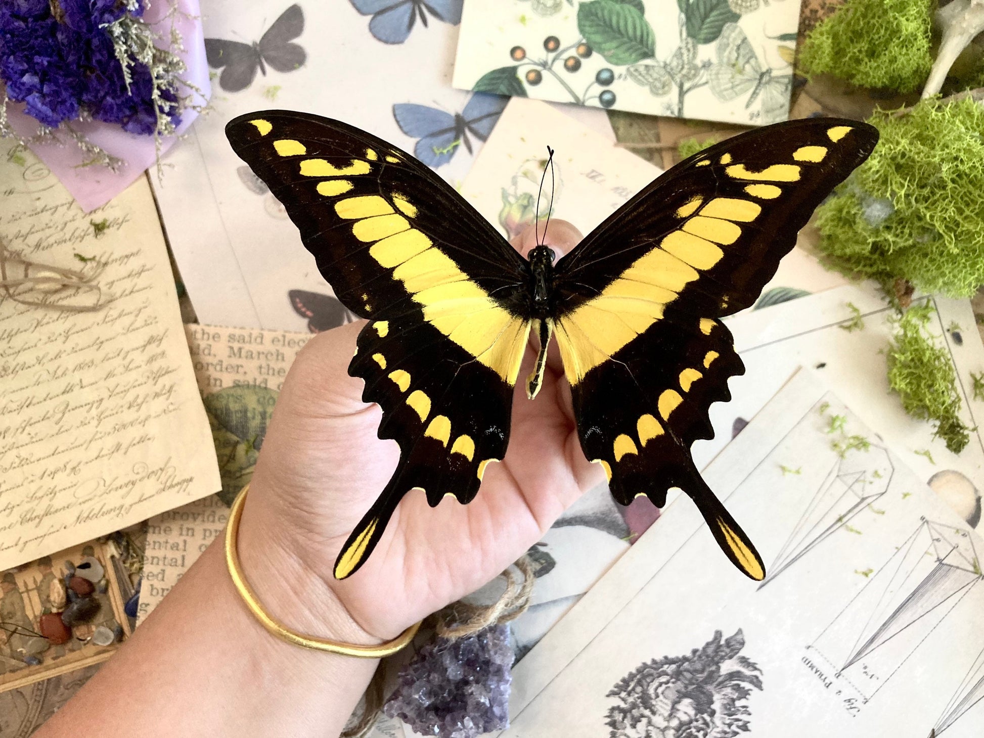 Papilio thoas, King Swallowtail, Yellow Black Butterfly, Peru, Lepidoptera, Large butterfly, Entomology