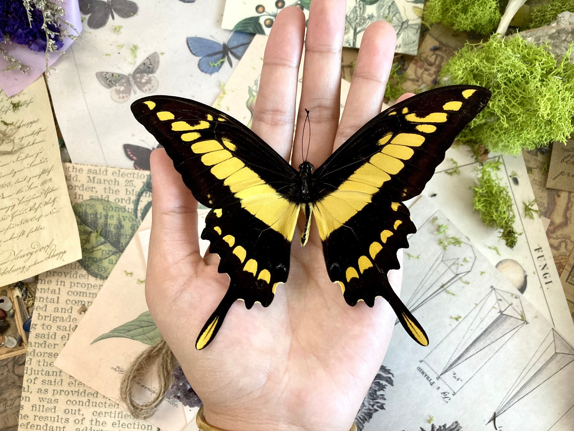 Papilio thoas, King Swallowtail, Yellow Black Butterfly, Peru, Lepidoptera, Large butterfly, Entomology