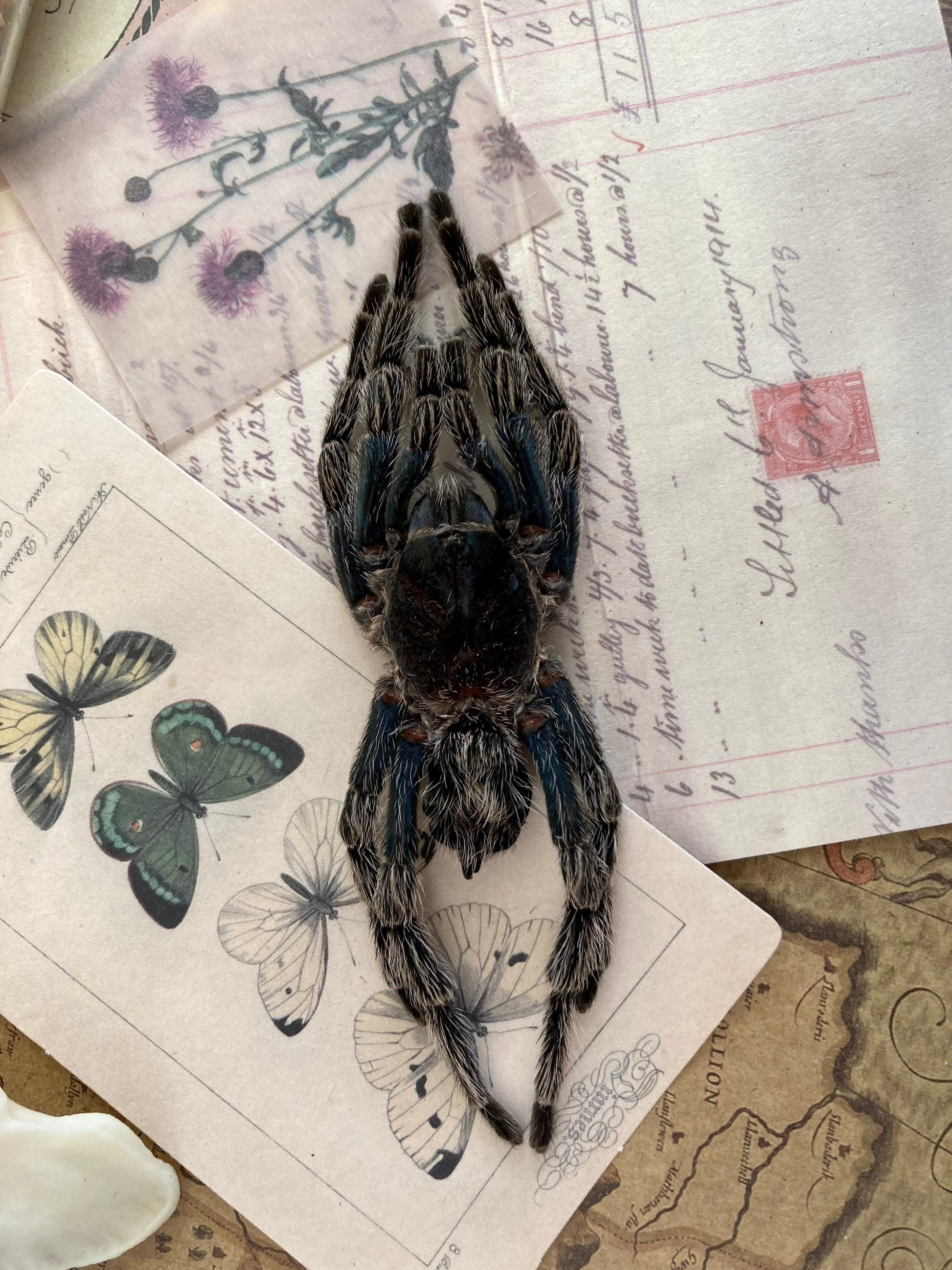 One big bird eating spider from Peru Hapalotremus carabaya ,arachnid , for all your taxidermy art projects