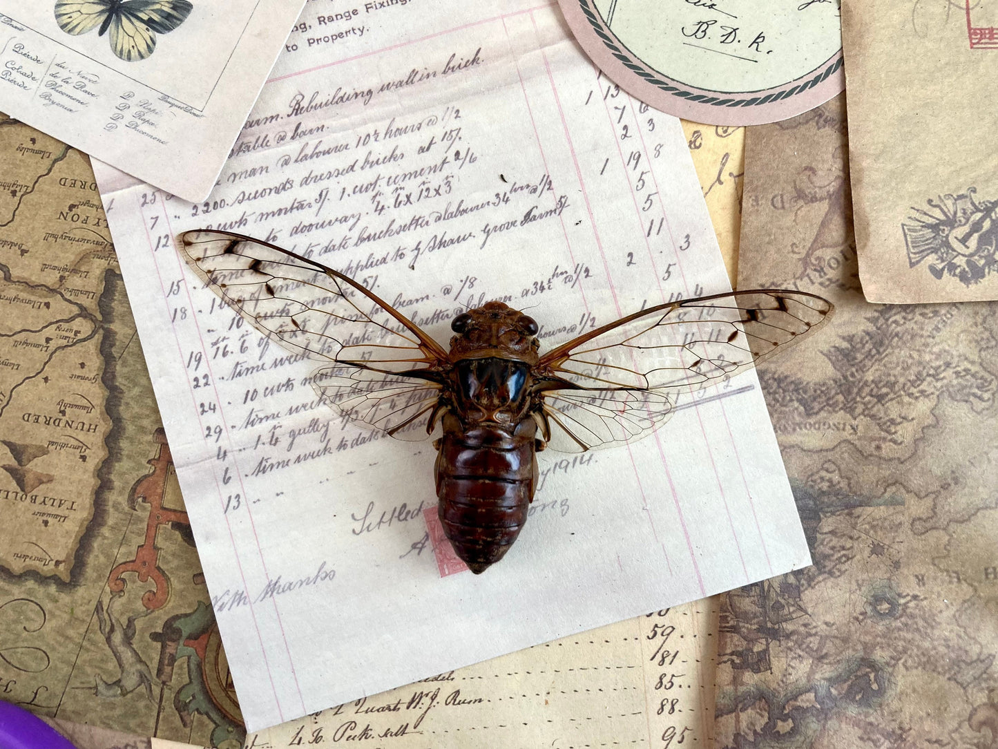 Cicada sp Spread, Real cicada, Clear wing Cicada, Indonesia, Entomology, Spread and ready for your projects