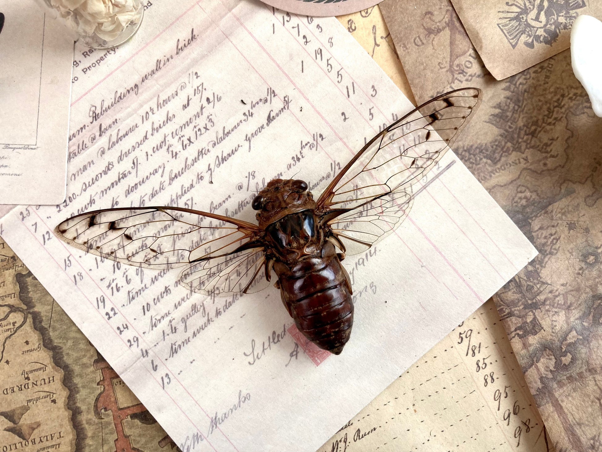 Cicada sp Spread, Real cicada, Clear wing Cicada, Indonesia, Entomology, Spread and ready for your projects