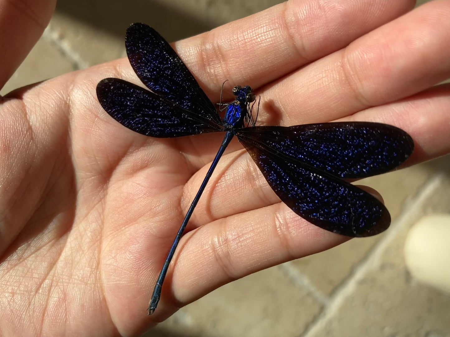 Vestalis luctuosa, Violet Glittering Damselfly, Real Dragonfly Vestalis luctuosa, Blue black dragonfly damselfly Indonesia
