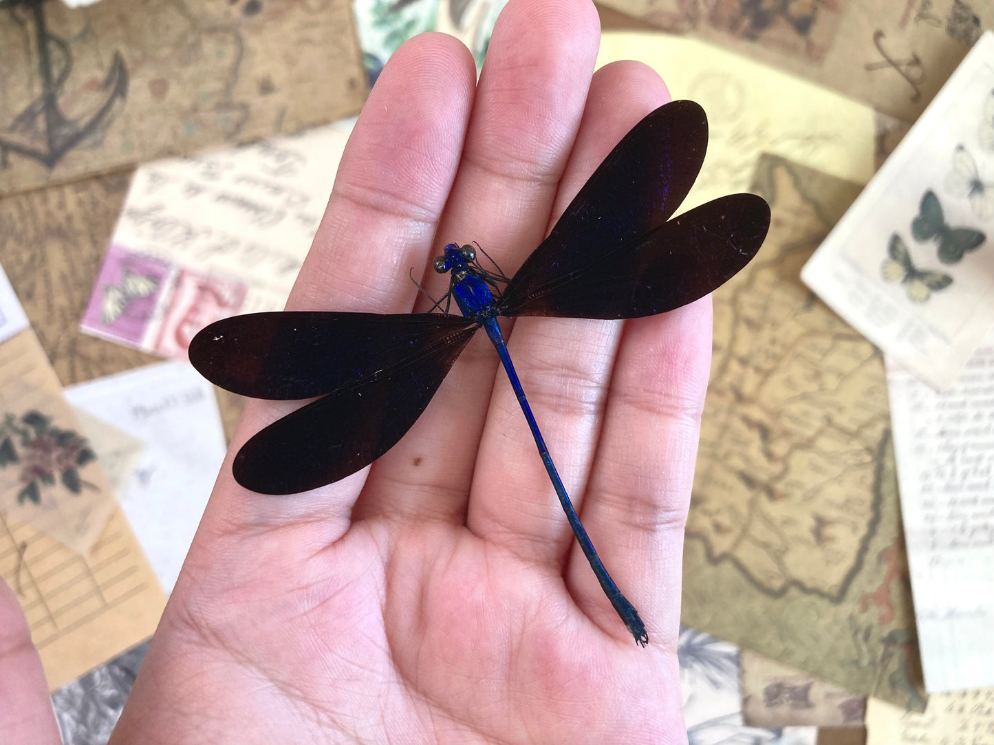 Vestalis luctuosa, Violet Glittering Damselfly, Real Dragonfly Vestalis luctuosa, Blue black dragonfly damselfly Indonesia